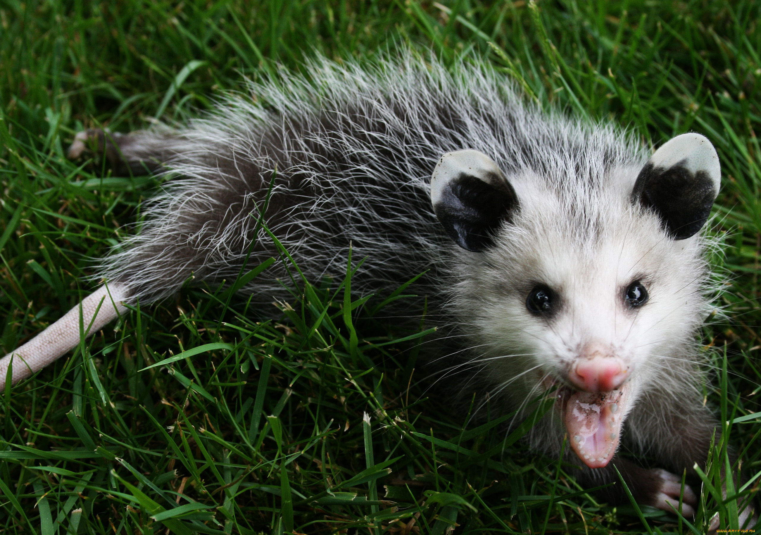 животные, опоссумы, хищник