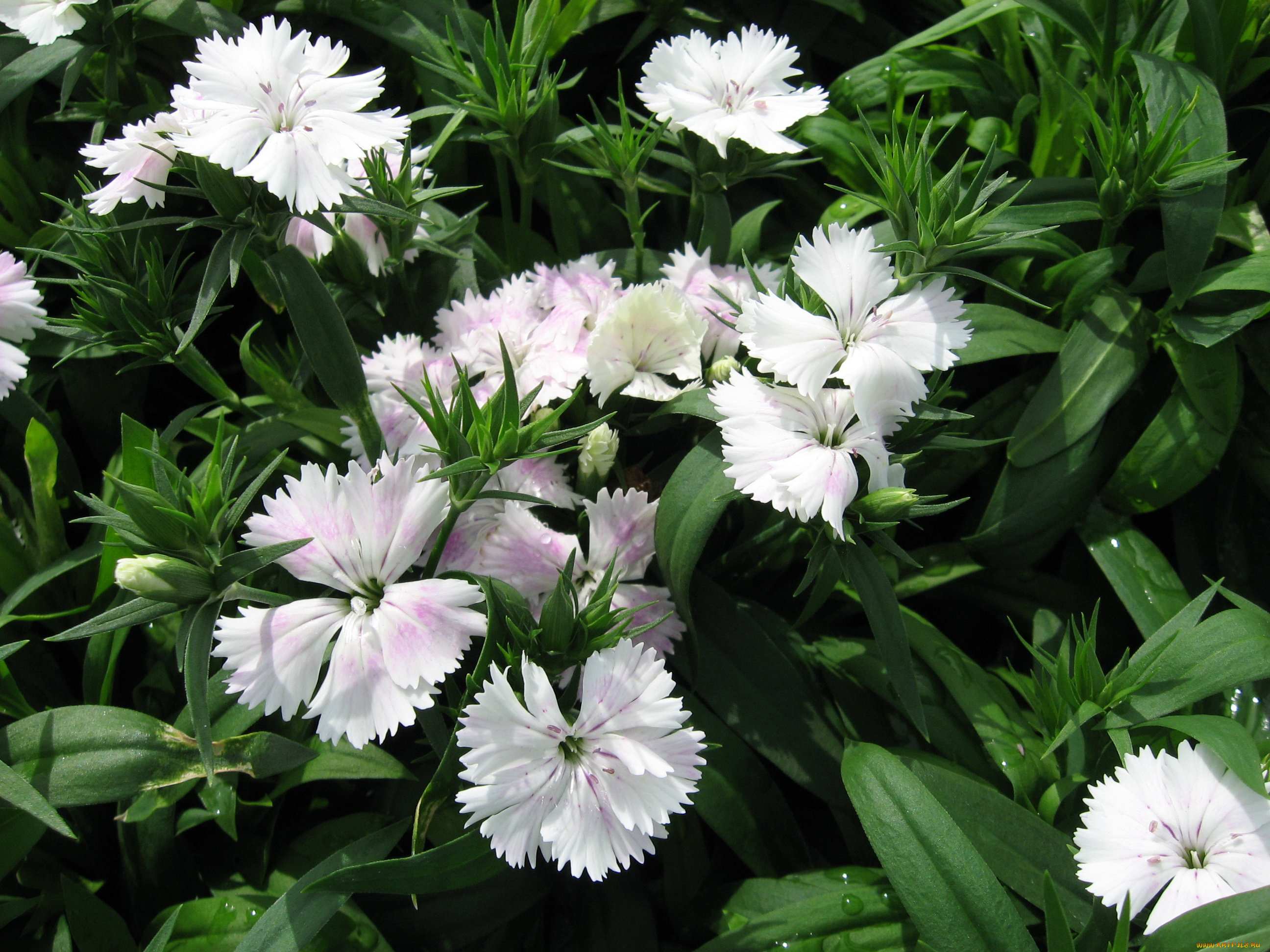 цветы, гвоздики, сад