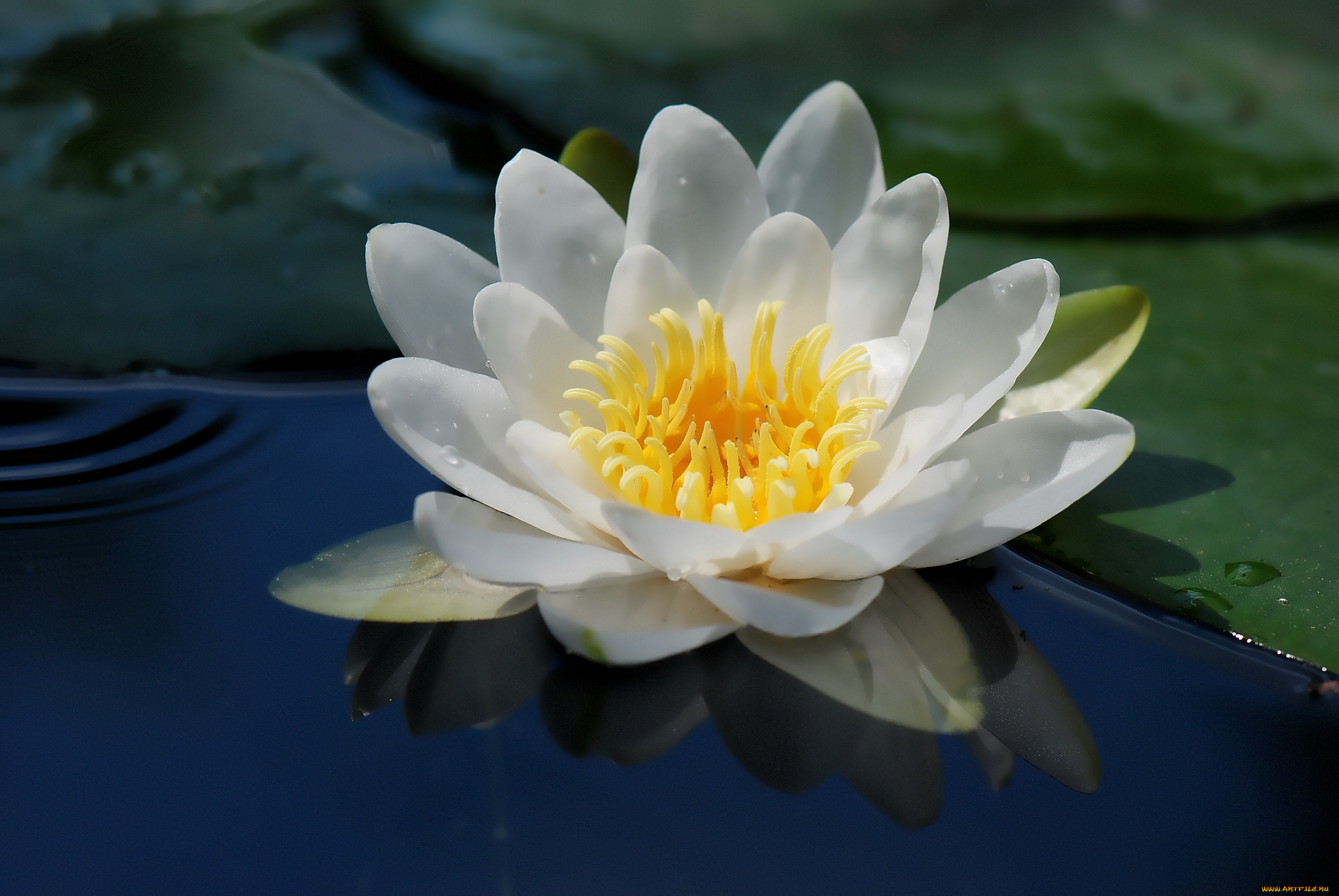 цветы, лилии, водяные, нимфеи, кувшинки, макро