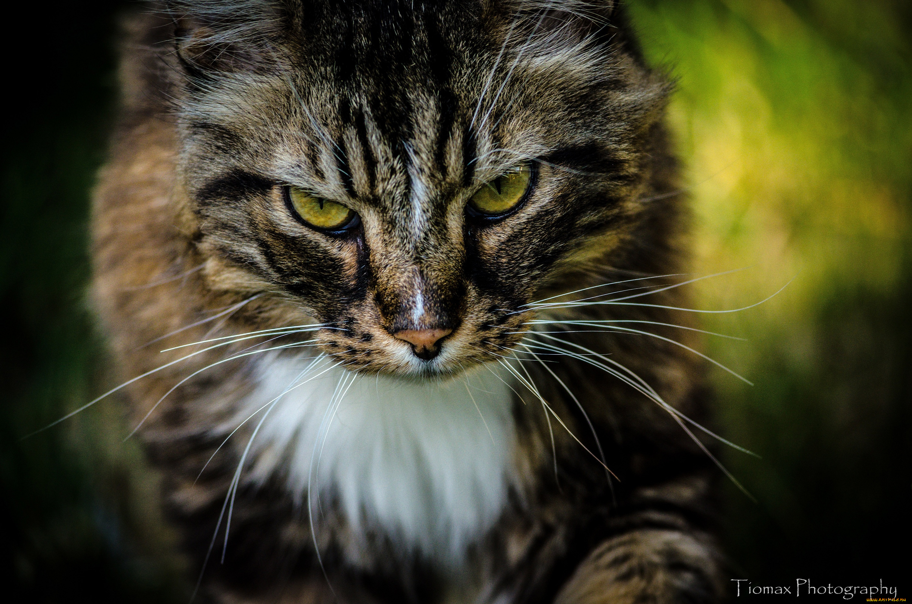 животные, коты, кошка, морда