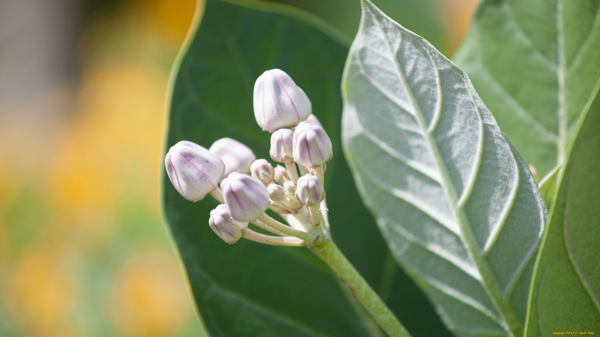 цветы, bob, decker, макро, листья, бутоны