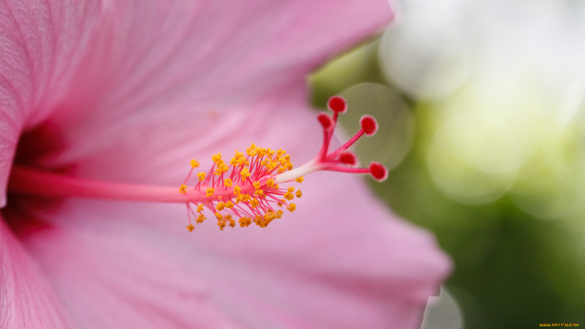 цветы, гибискусы, гибискус, розовый, тычинки, пестик, макро