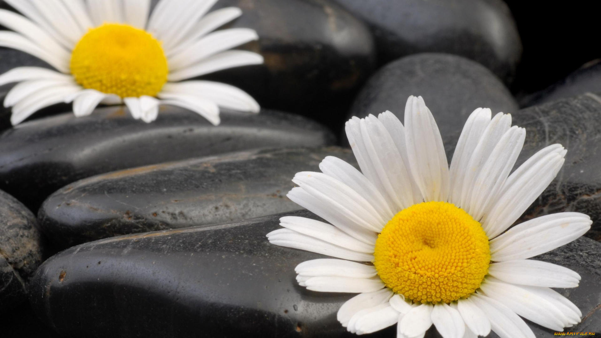 цветы, ромашки, контраст, белые, камни