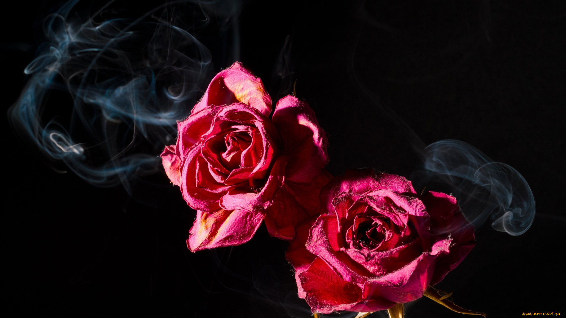 цветы, розы, лепестки, дым, две, розовый, макро