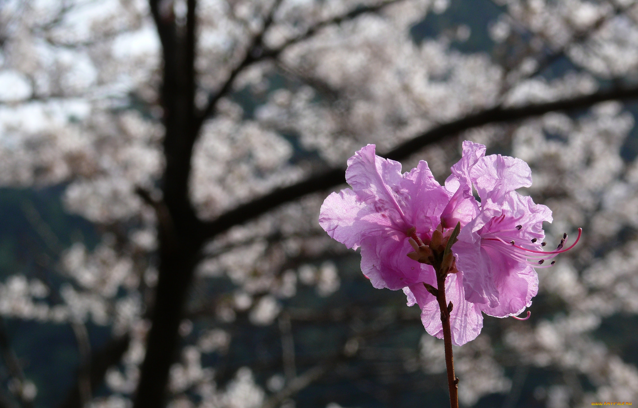 цветы, рододендроны, , азалии, сиреневые, ветки, дерево