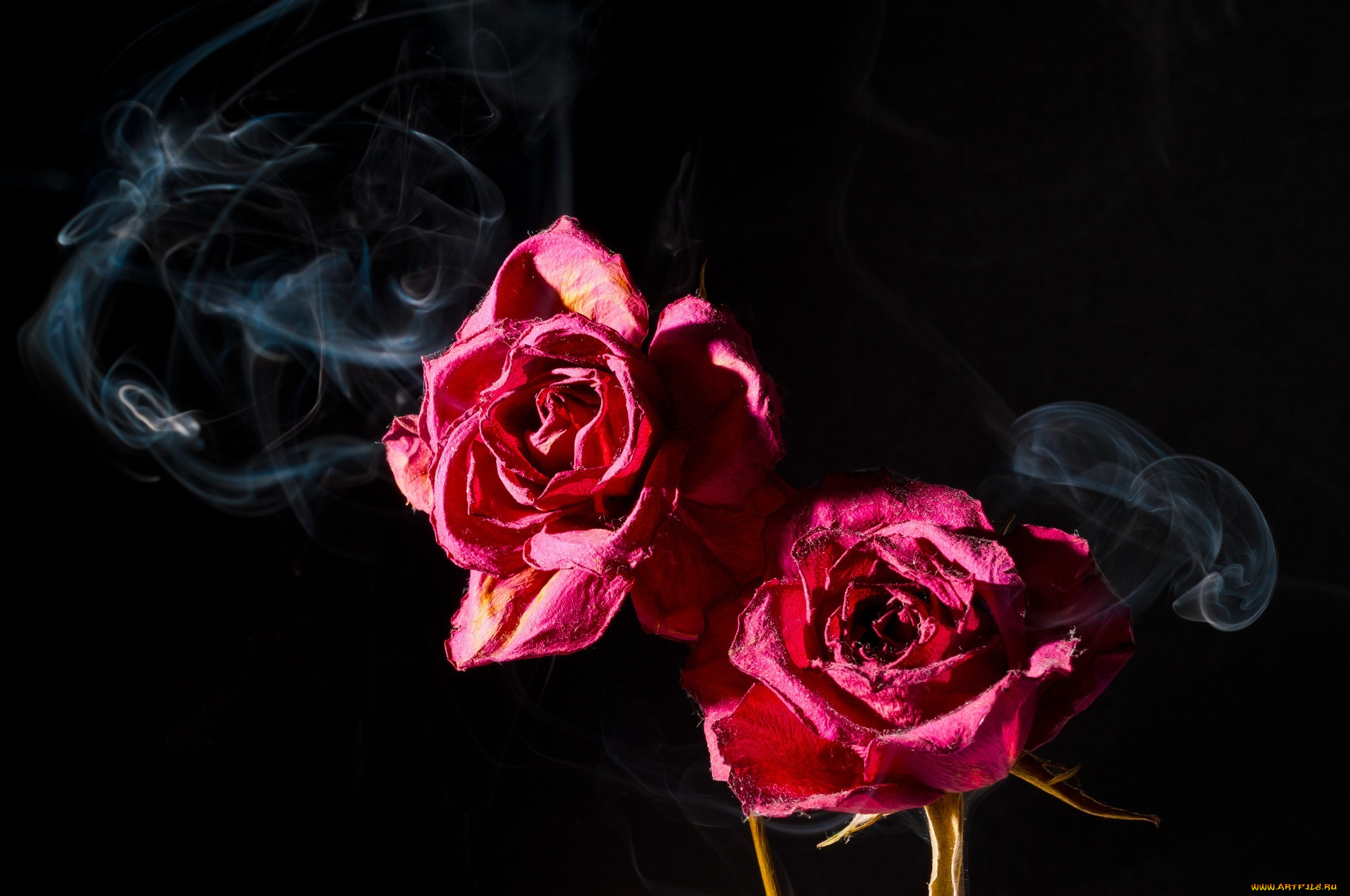 цветы, розы, лепестки, дым, две, розовый, макро
