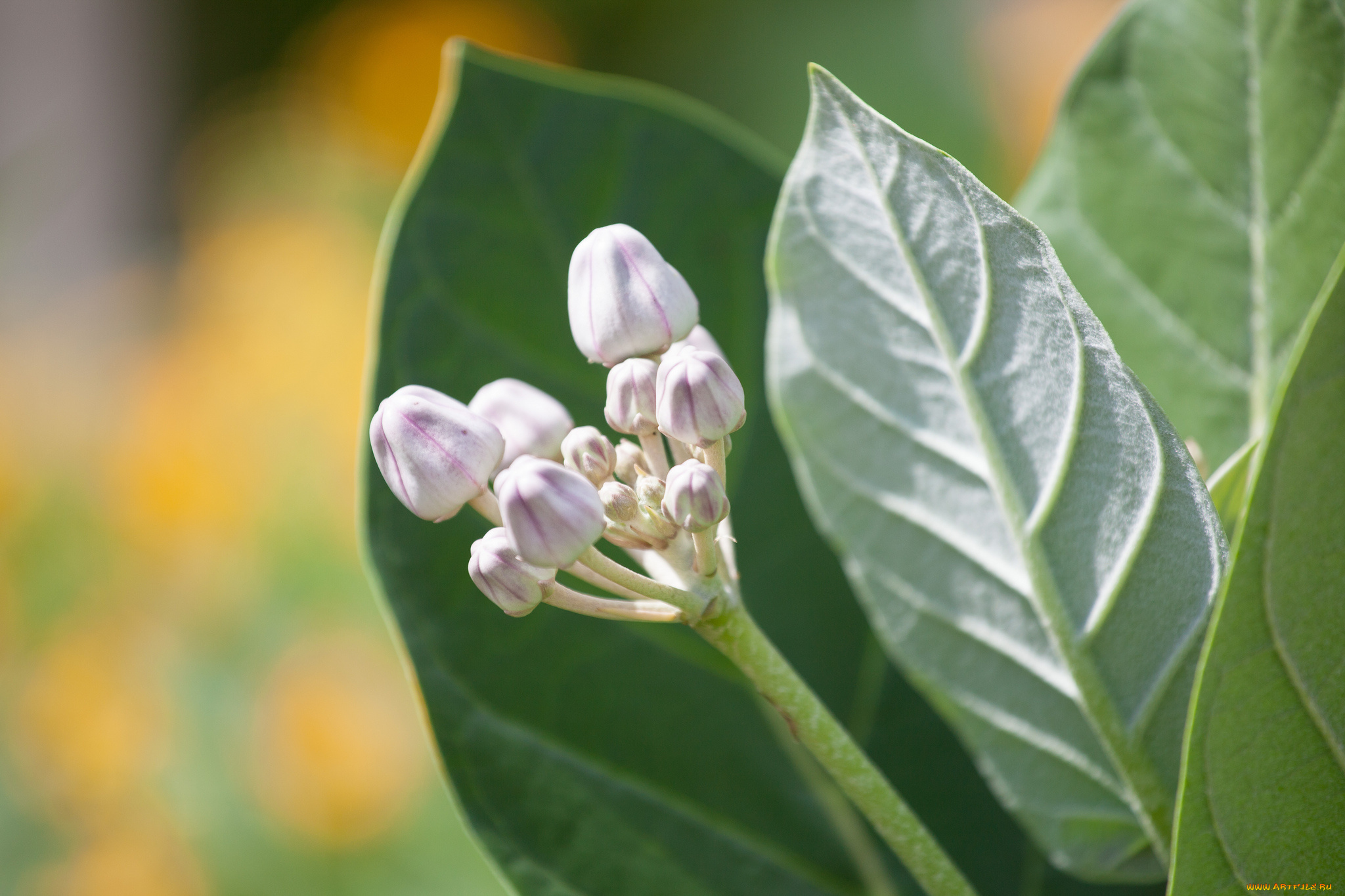 цветы, bob, decker, макро, листья, бутоны