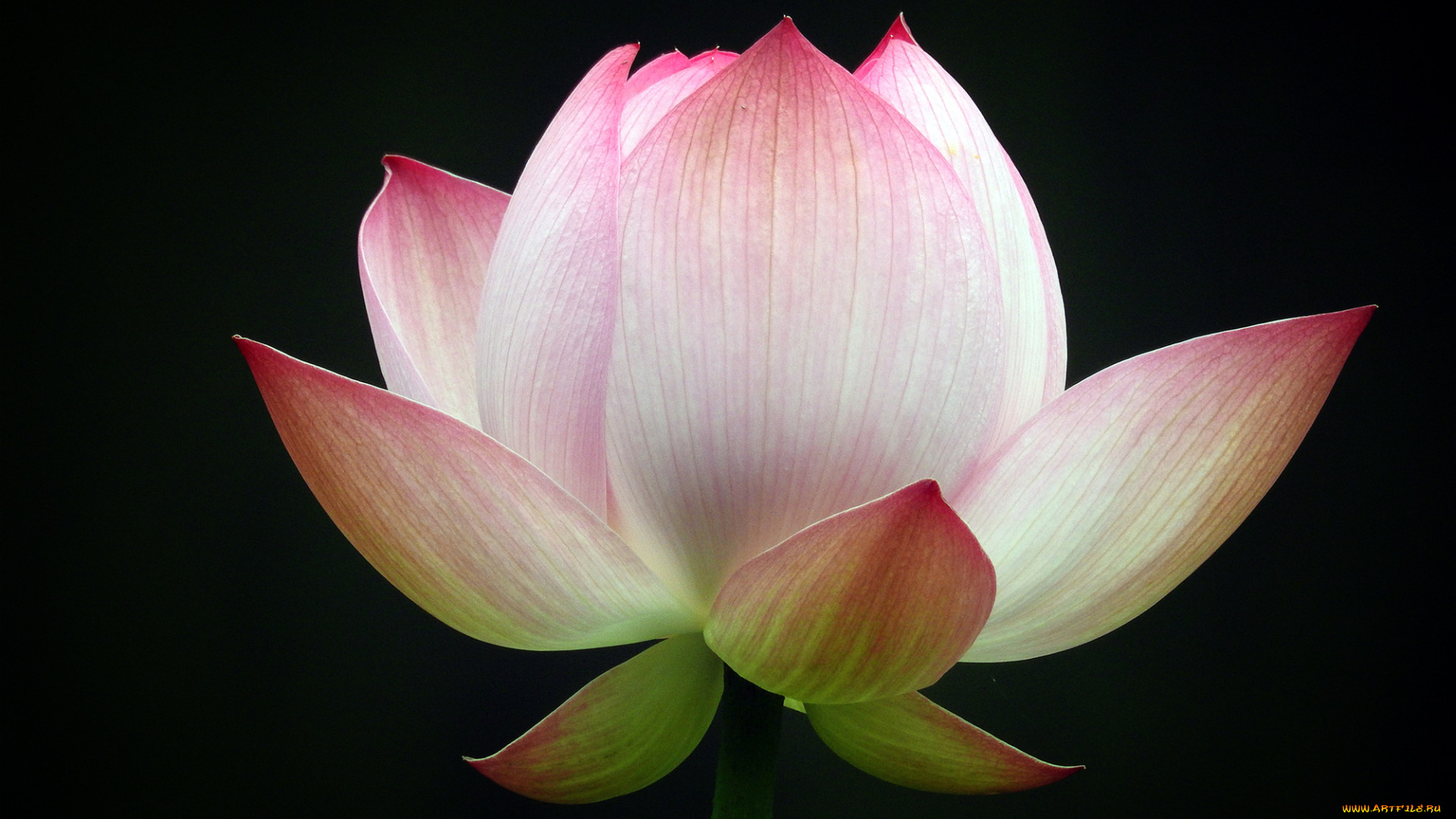 цветы, лотосы, фон, лепестки