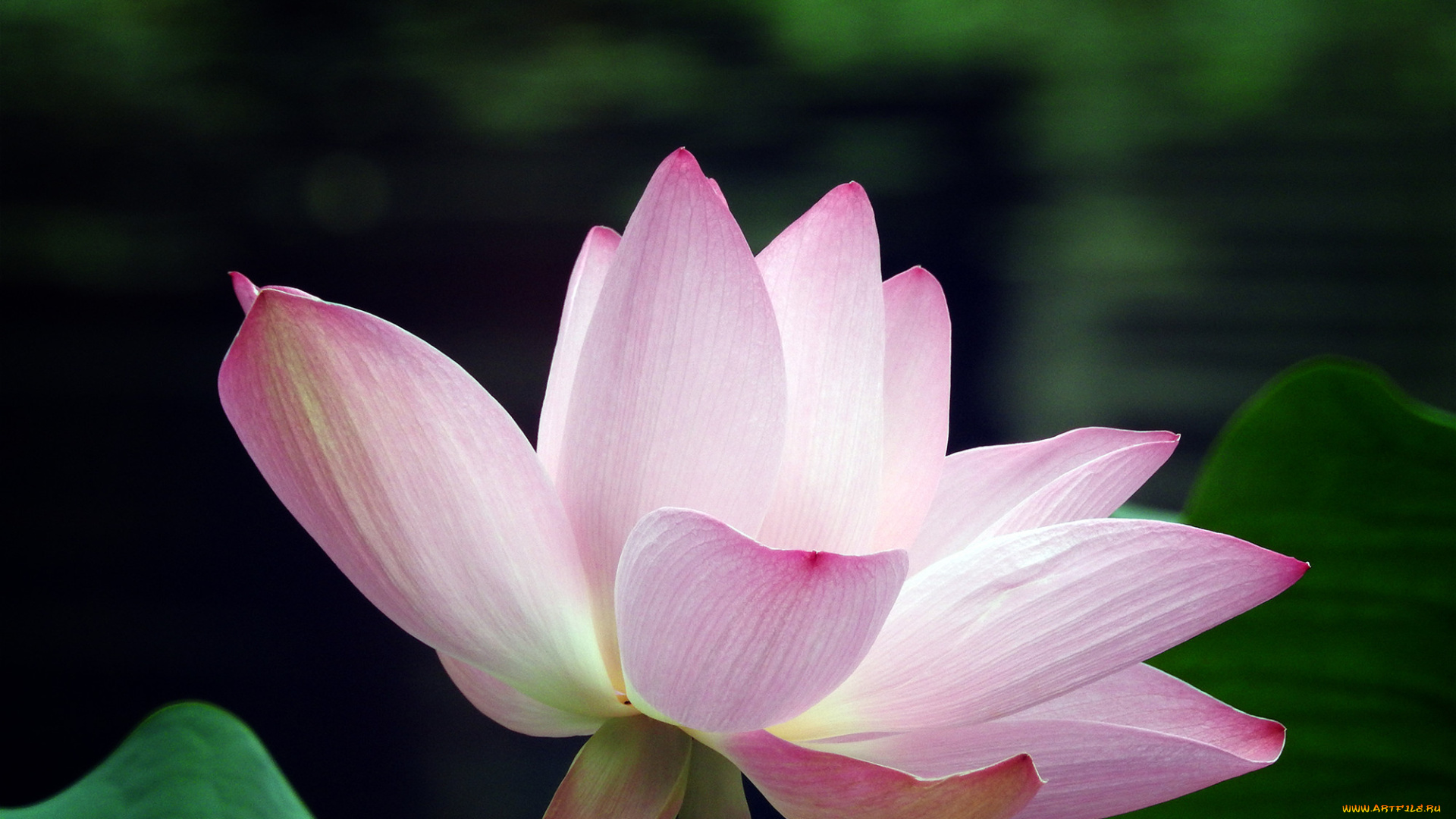 цветы, лотосы, фон, лепестки