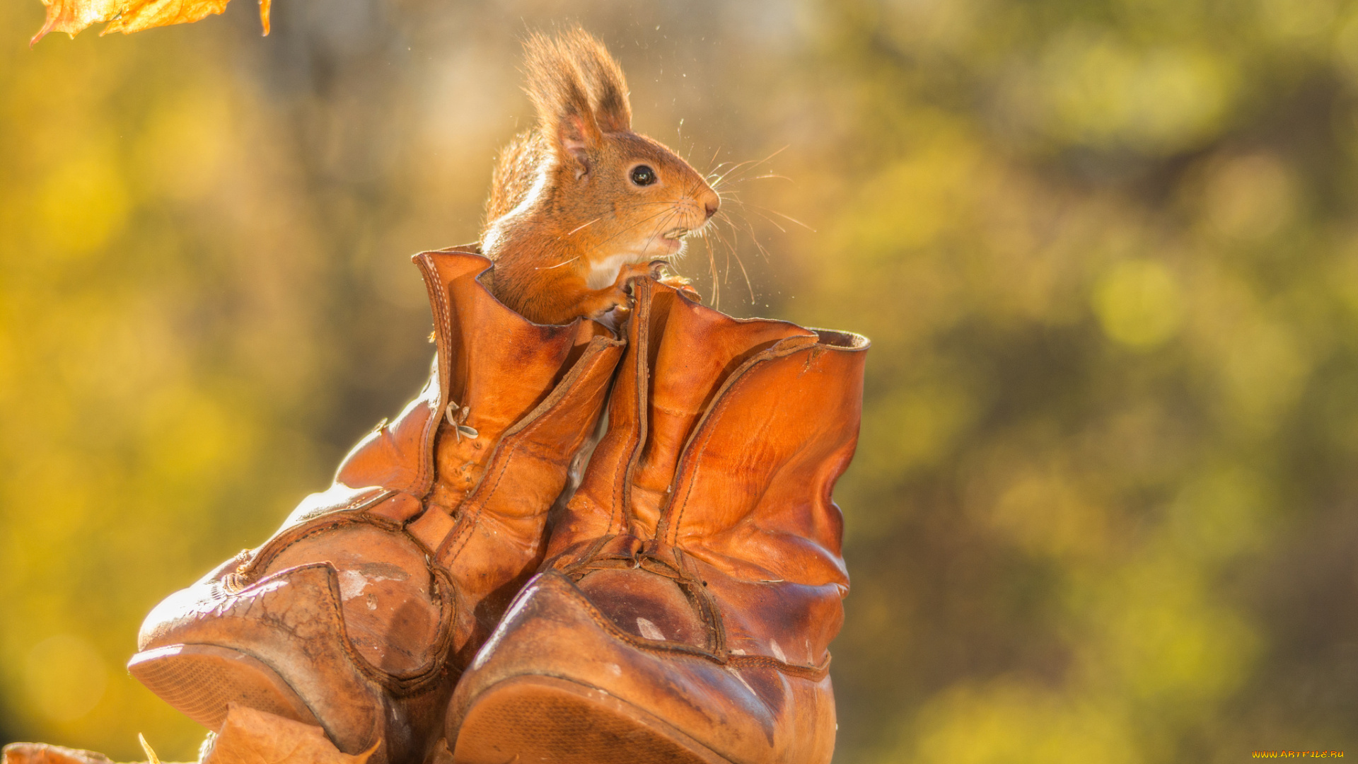 животные, белки, осень, ботинки, грызун, животное, белка