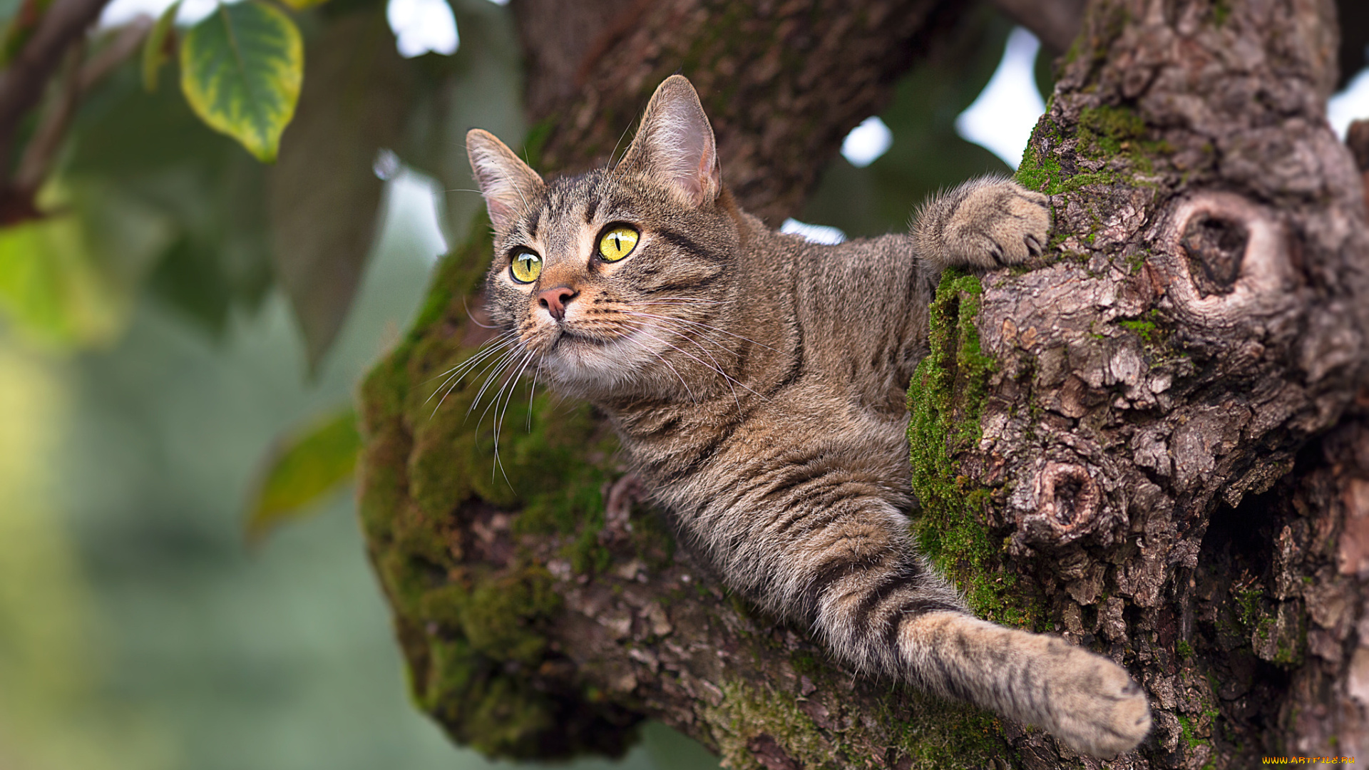 животные, коты, животное, дерево, кот, листья