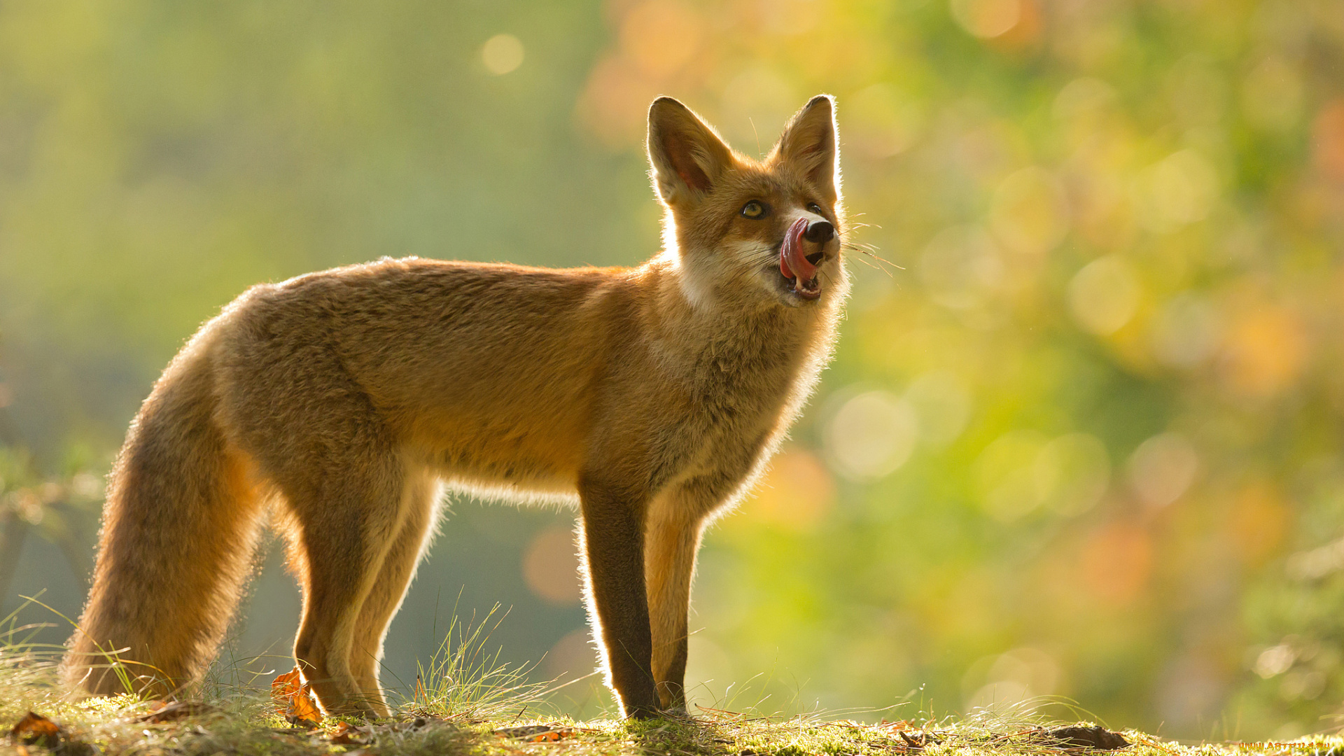 животные, лисы, боке, осень, природа, лисица, лиса, животное