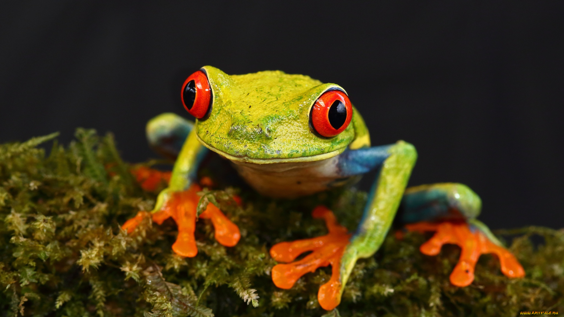животные, лягушки, лягушка, мох, природа