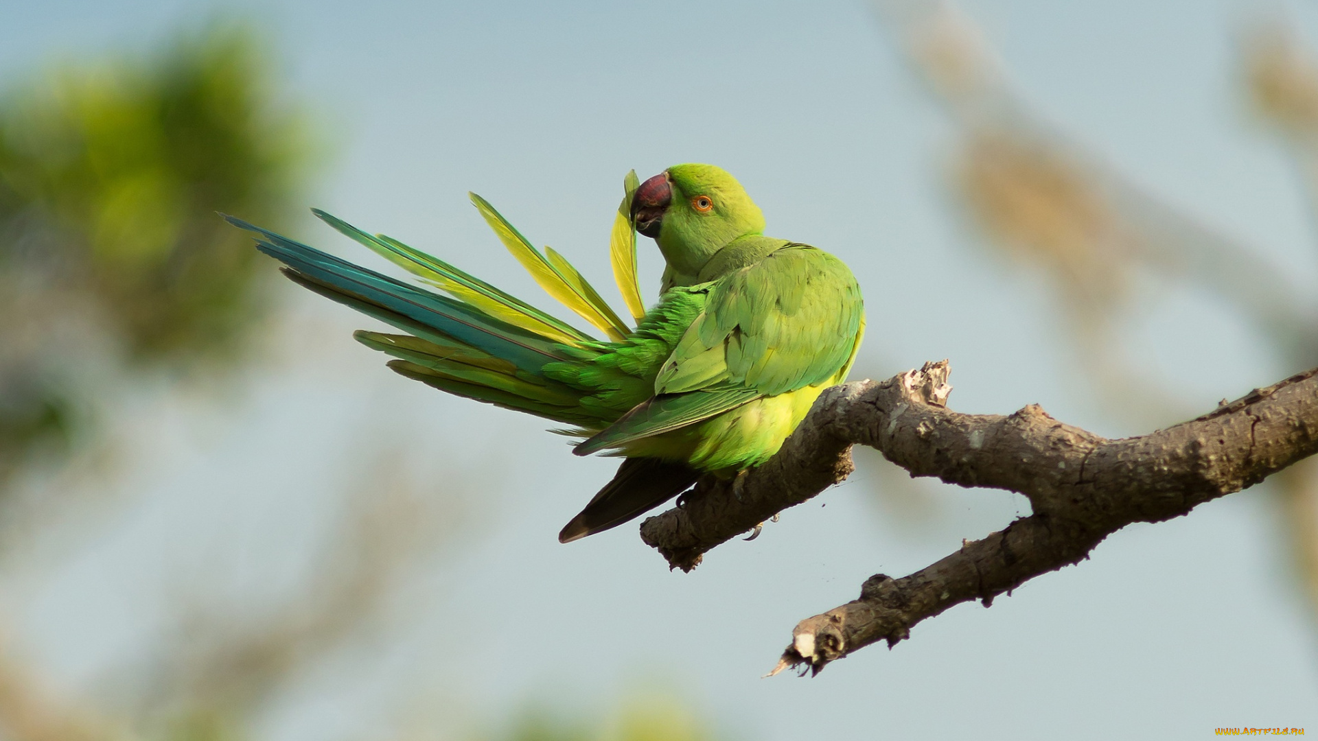 животные, попугаи, природа, ветка, попугай, птица