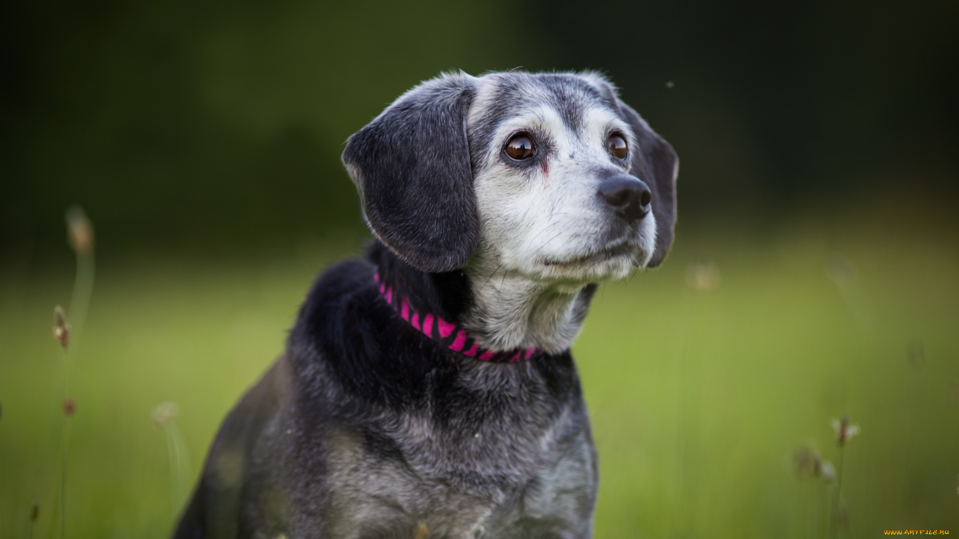 животные, собаки, друг, собака, взгляд