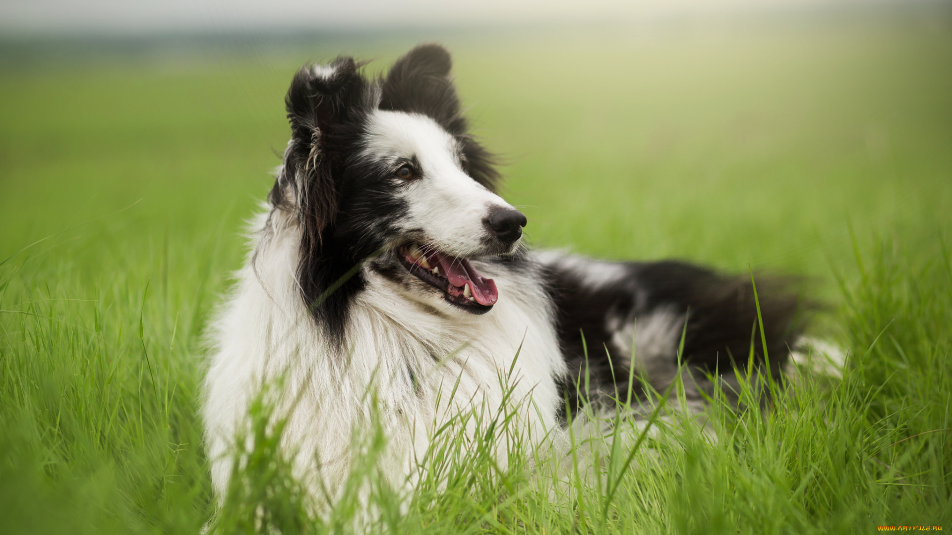 животные, собаки, друг, взгляд, собака