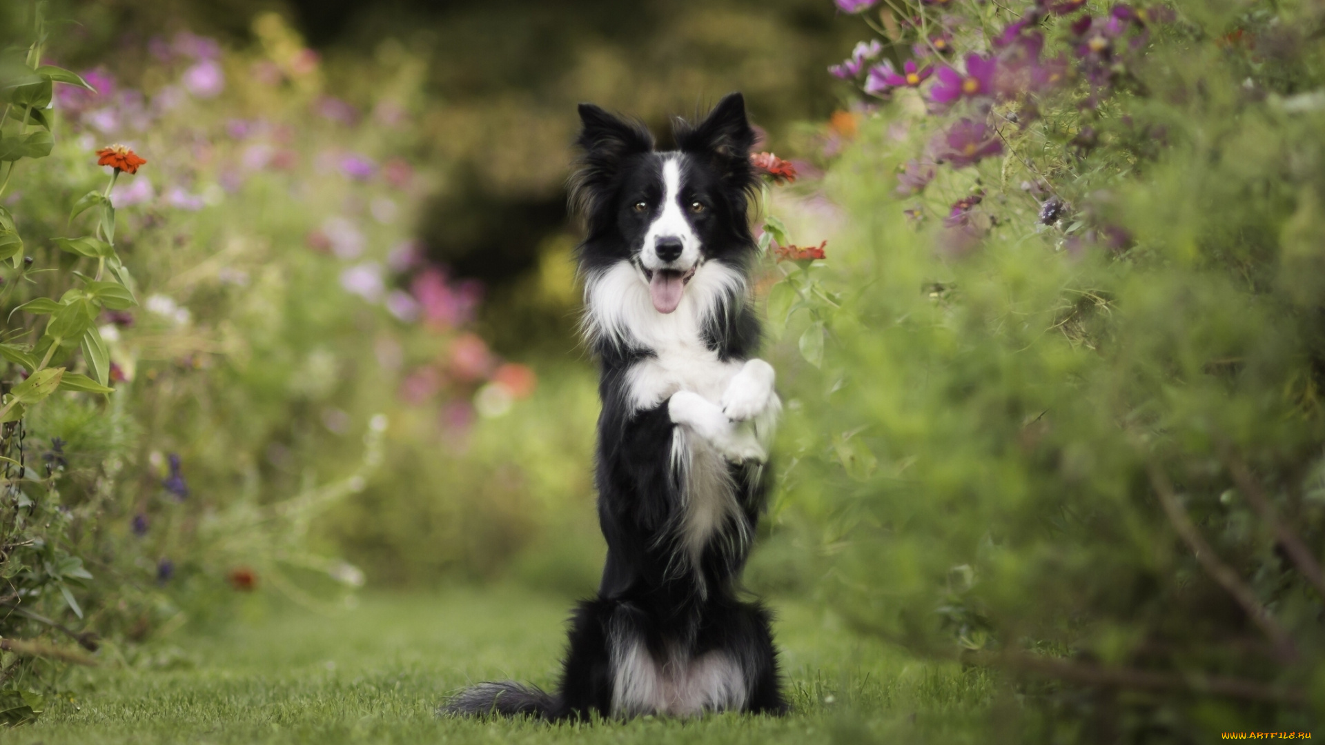 животные, собаки, космея, цветы, настроение, стойка, собака, бордер-колли