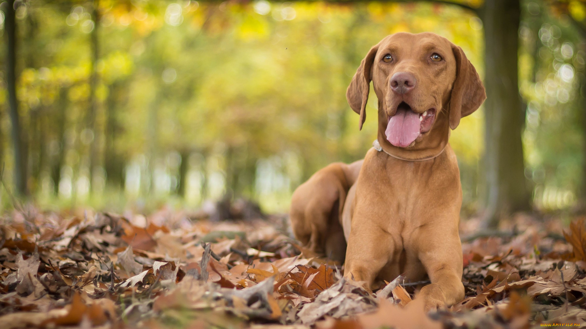 животные, собаки, собака, венгерская, выжла, осень, листья, боке