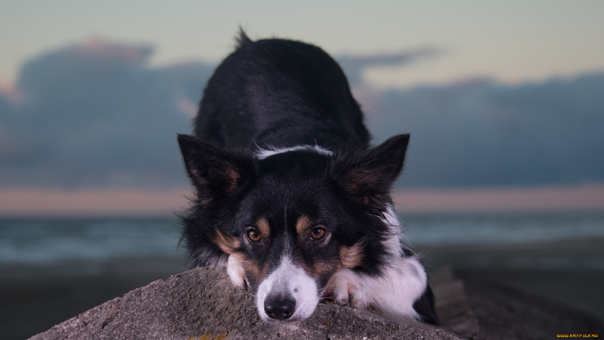 животные, собаки, взгляд, морда, собака, камень