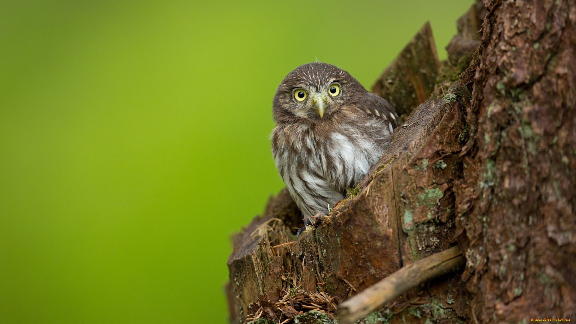 животные, совы, дупло, ствол, сова, сыч, птица
