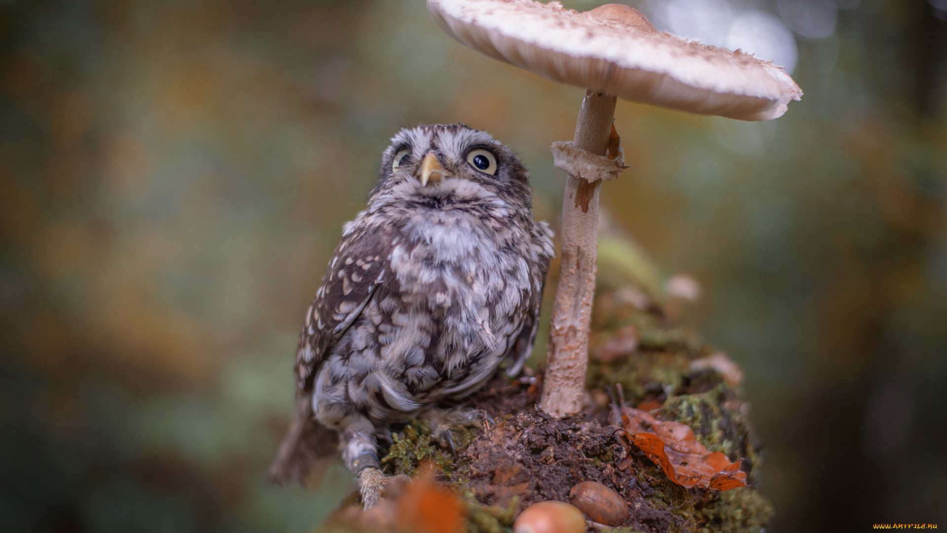 животные, совы, мох, листья, поганка, гриб, жёлуди, осень, совёнок, птенец, птица, природа