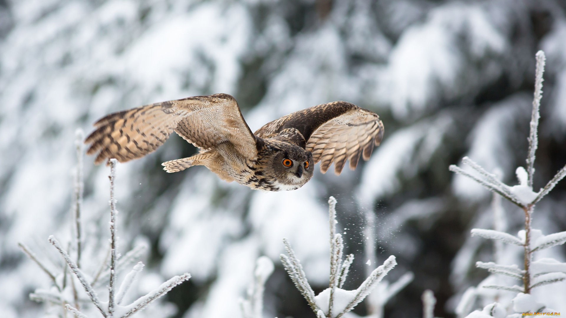 животные, совы, полёт, филин, птица, снег, зима, природа
