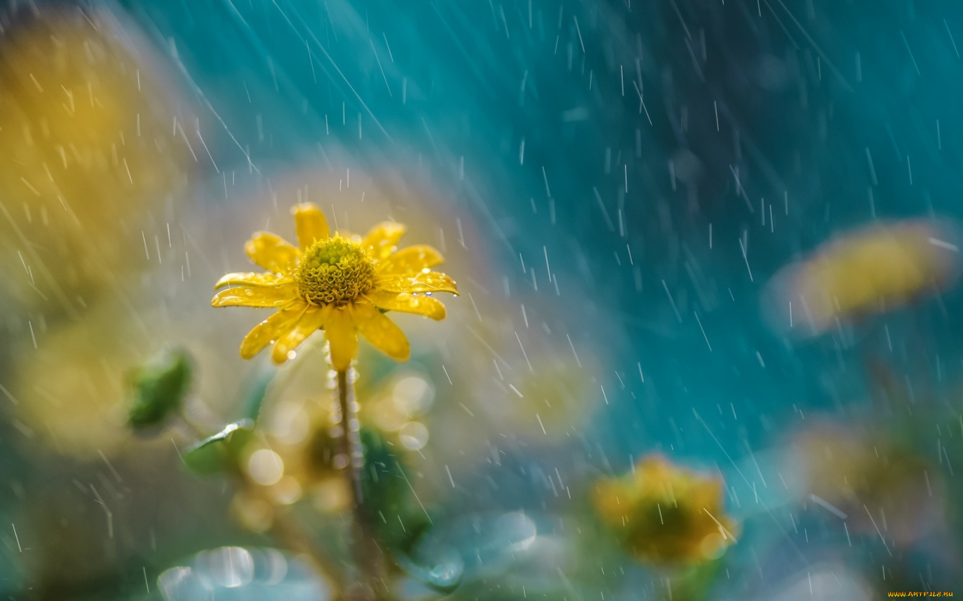 цветы, луговые, , полевые, , цветы, цветок, дождь, природа