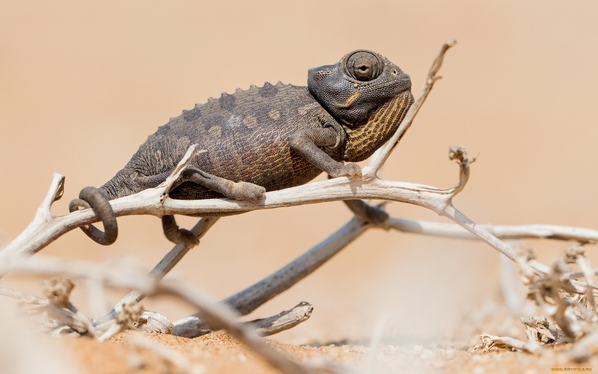 животные, хамелеоны, природа, chameleon, фон