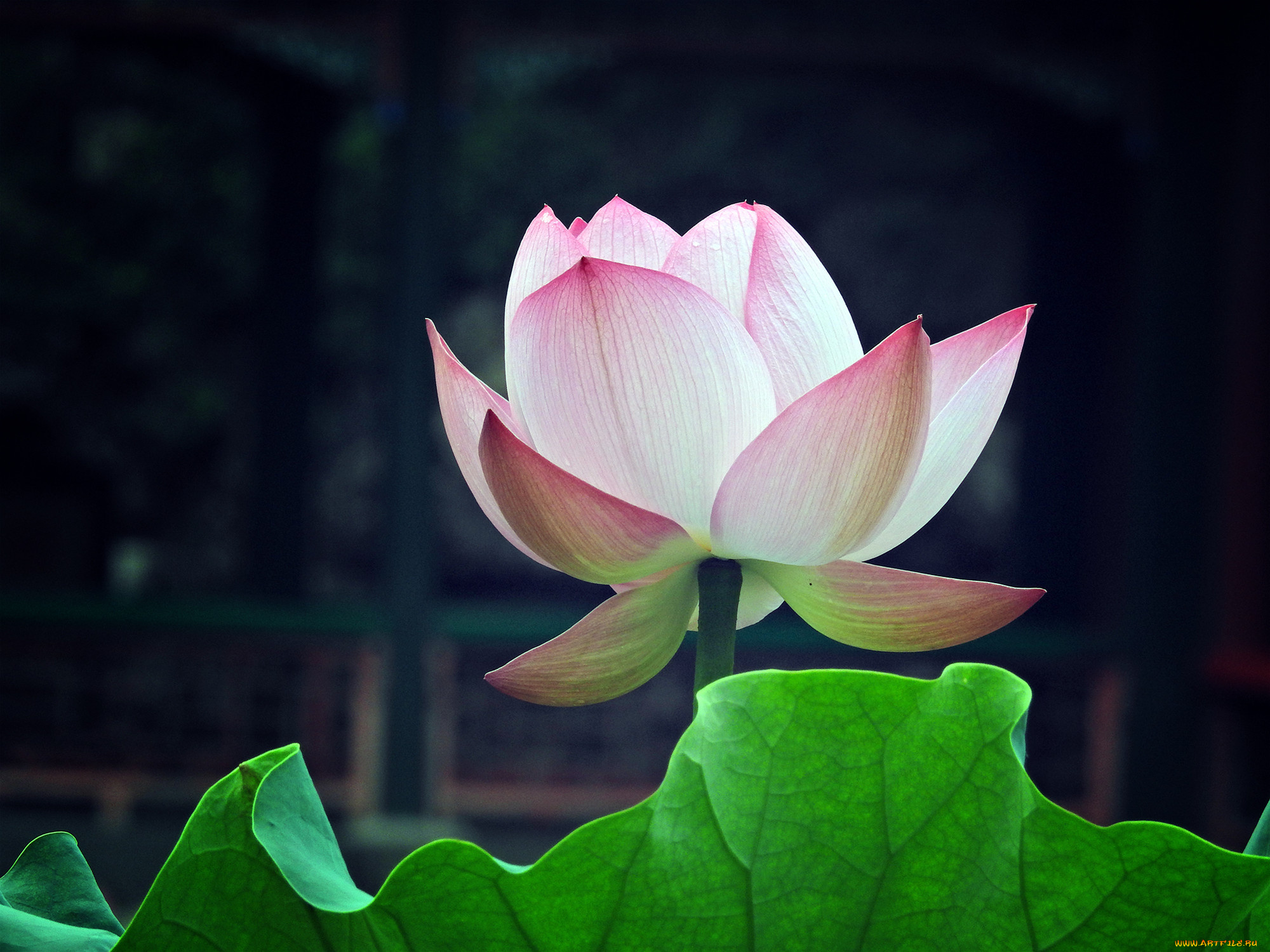 цветы, лотосы, фон, лепестки