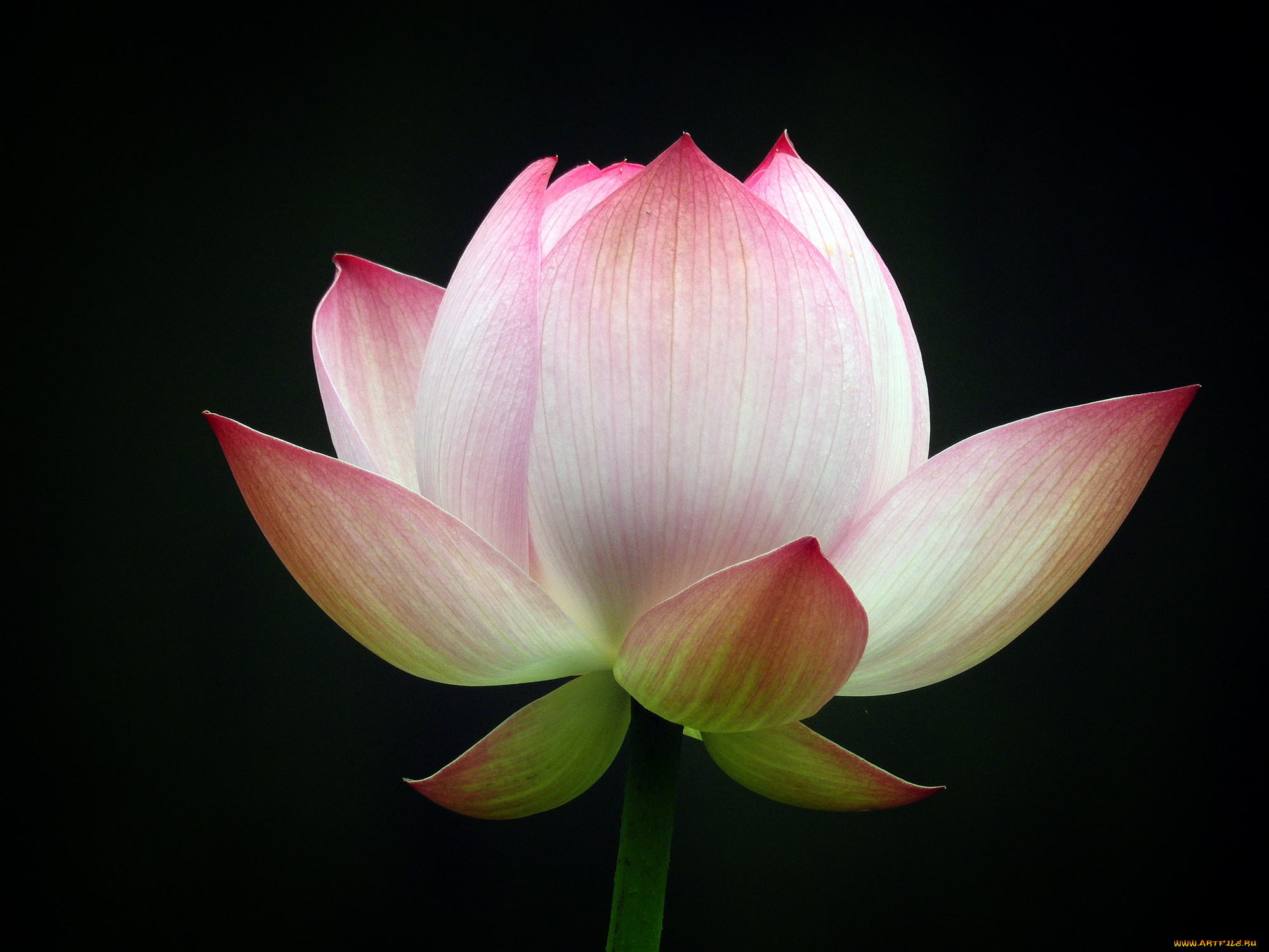 цветы, лотосы, фон, лепестки