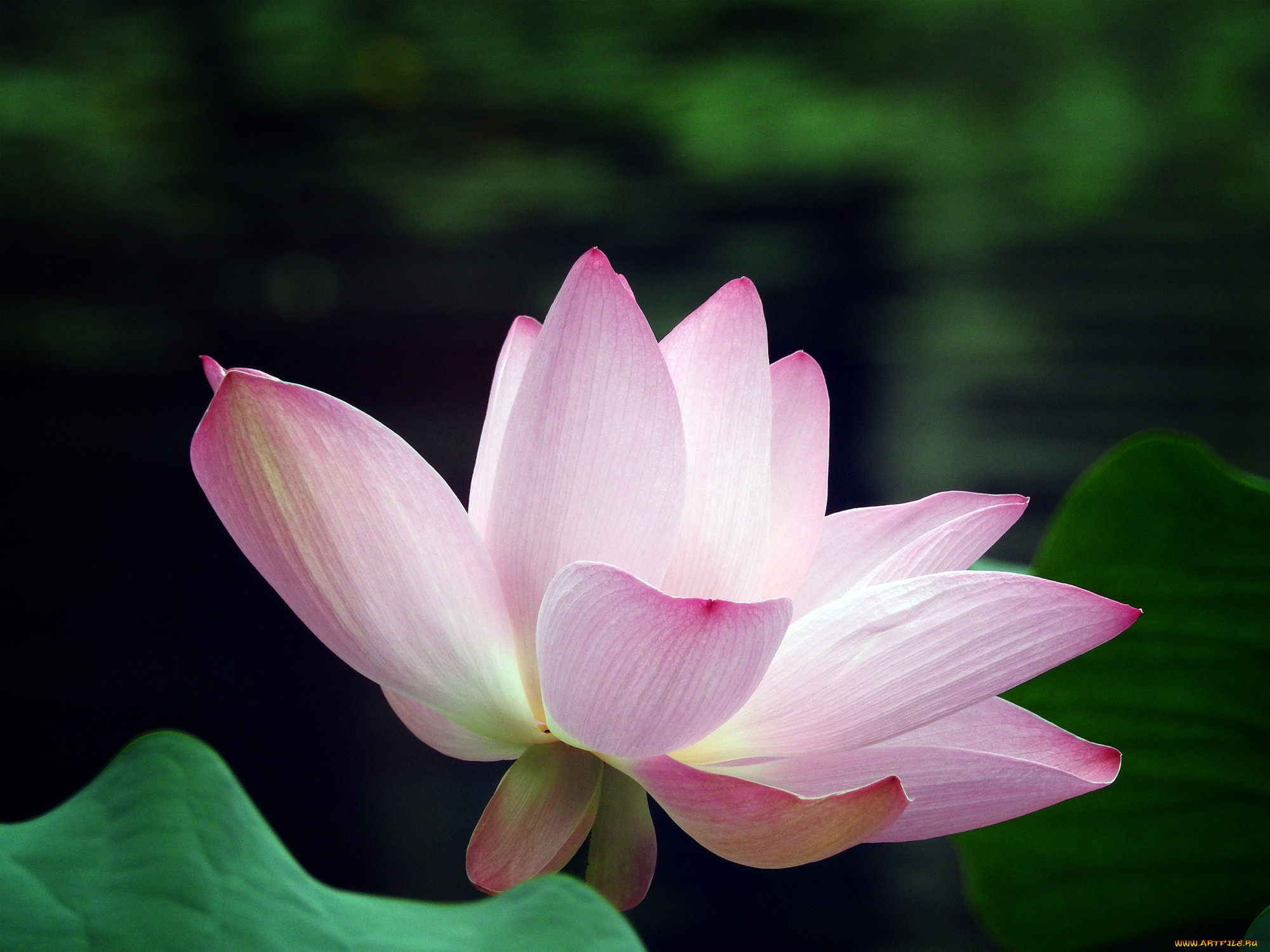 цветы, лотосы, фон, лепестки