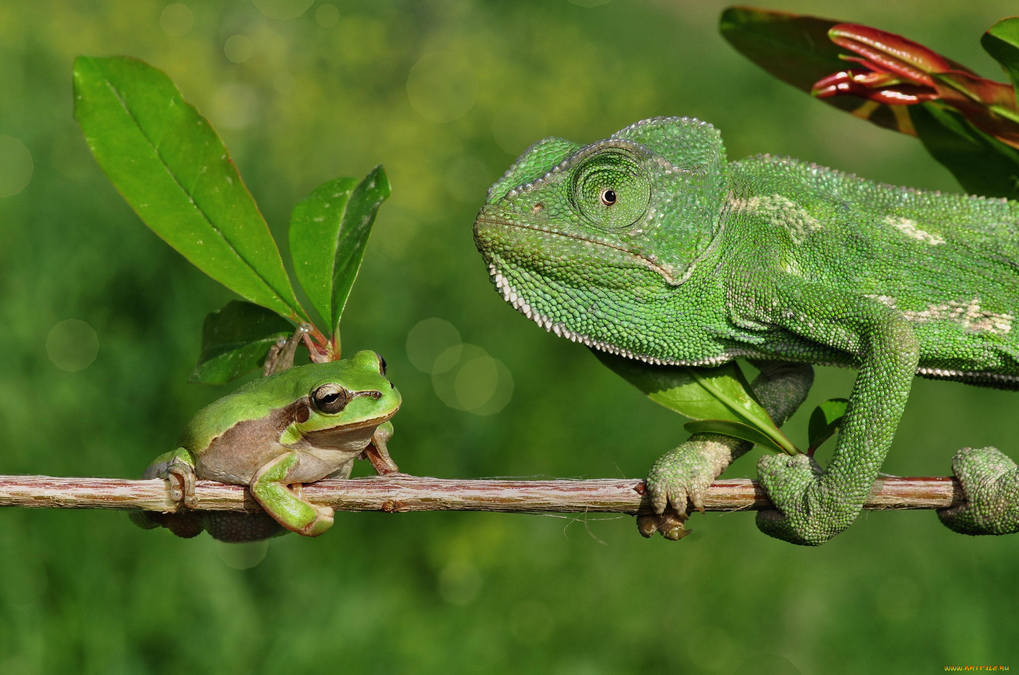 животные, разные, вместе, боке, листья, ветка, лягушка, хамелеон, ящерица, природа