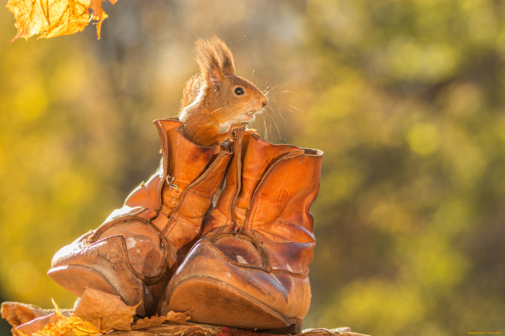 животные, белки, осень, ботинки, грызун, животное, белка