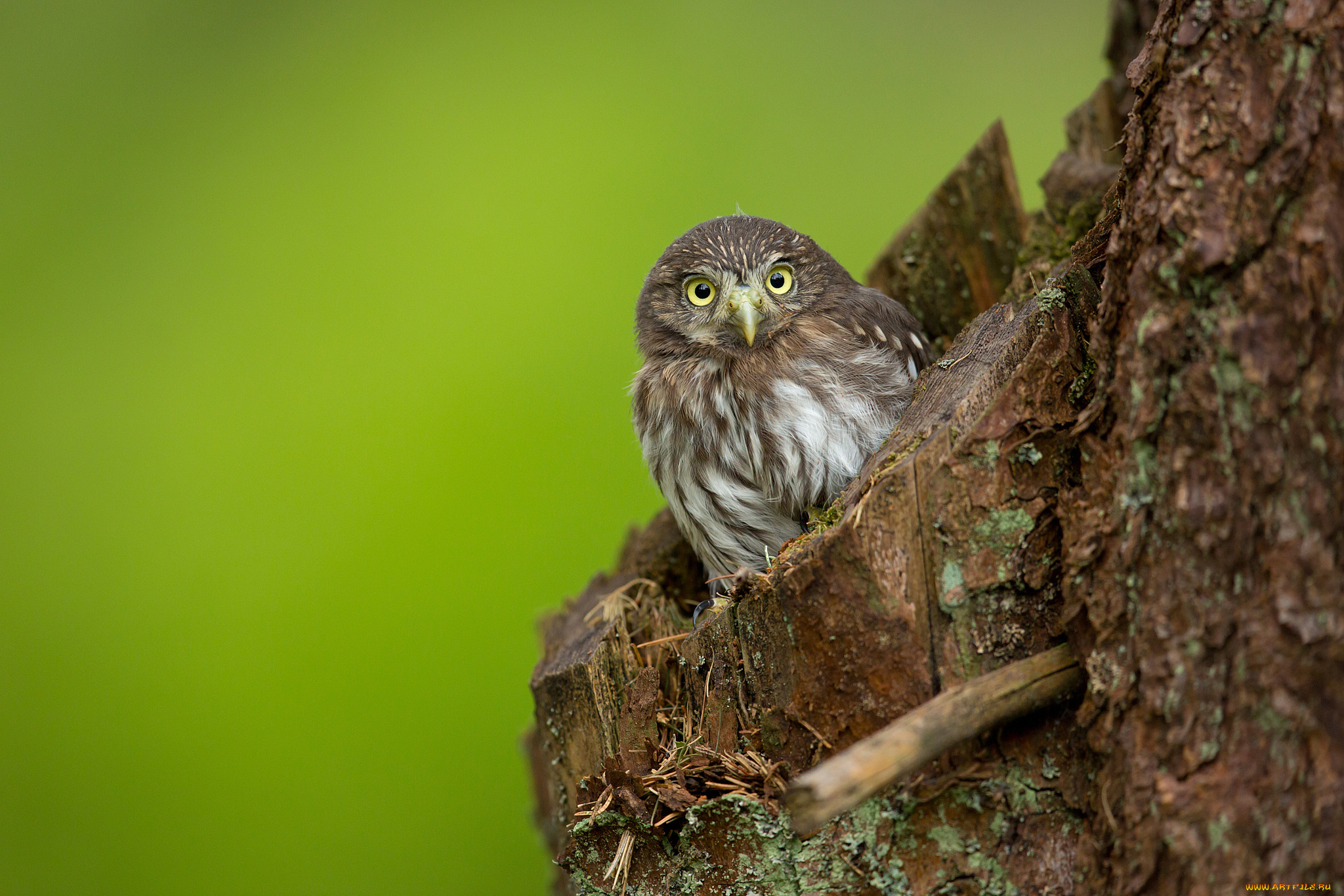 животные, совы, дупло, ствол, сова, сыч, птица