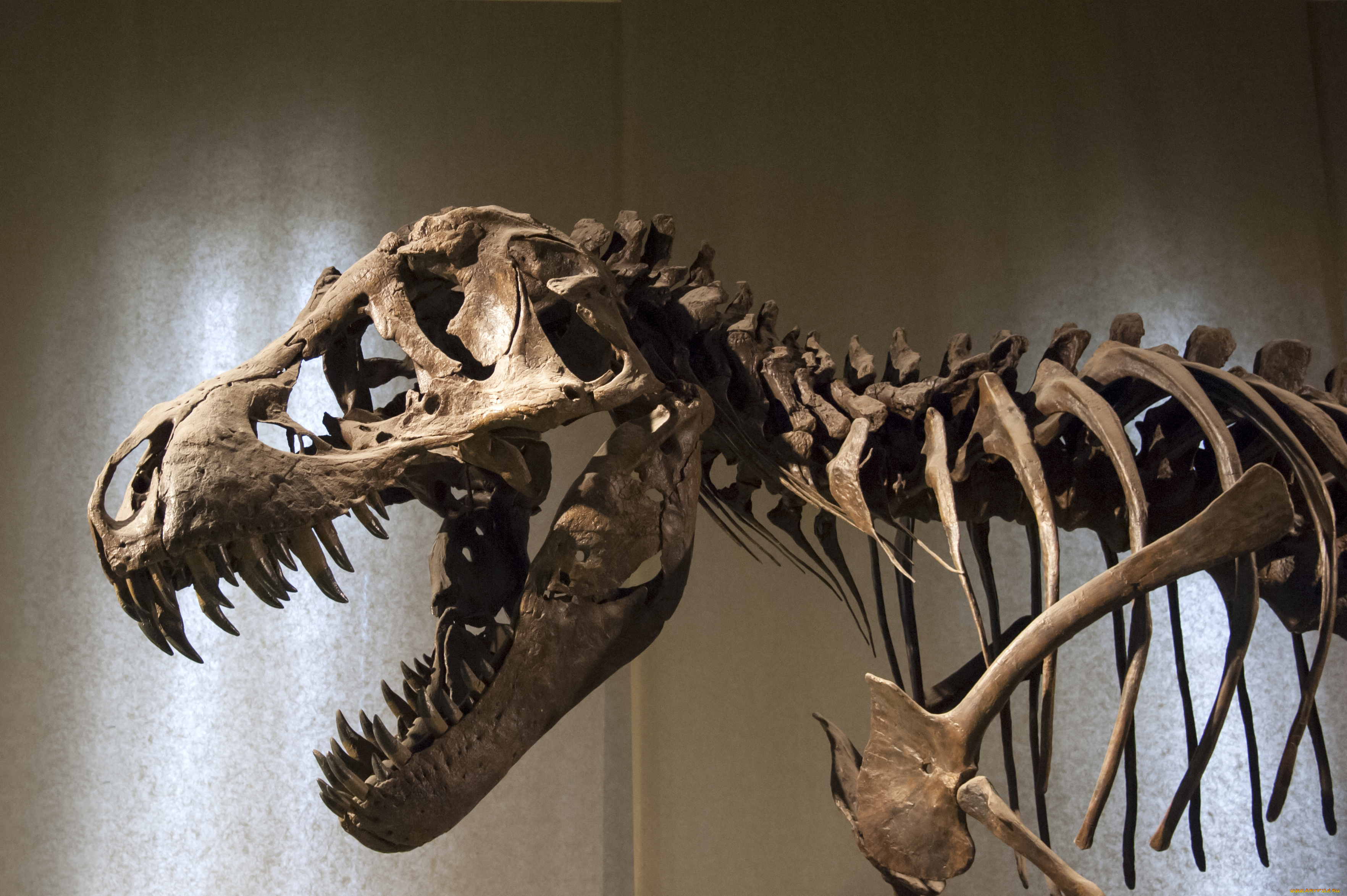 разное, кости, , рентген, petrified, bones, dinosaur, shows, representation, of, the, body, museum, head, carnivore, scavenger, динозавр, музей