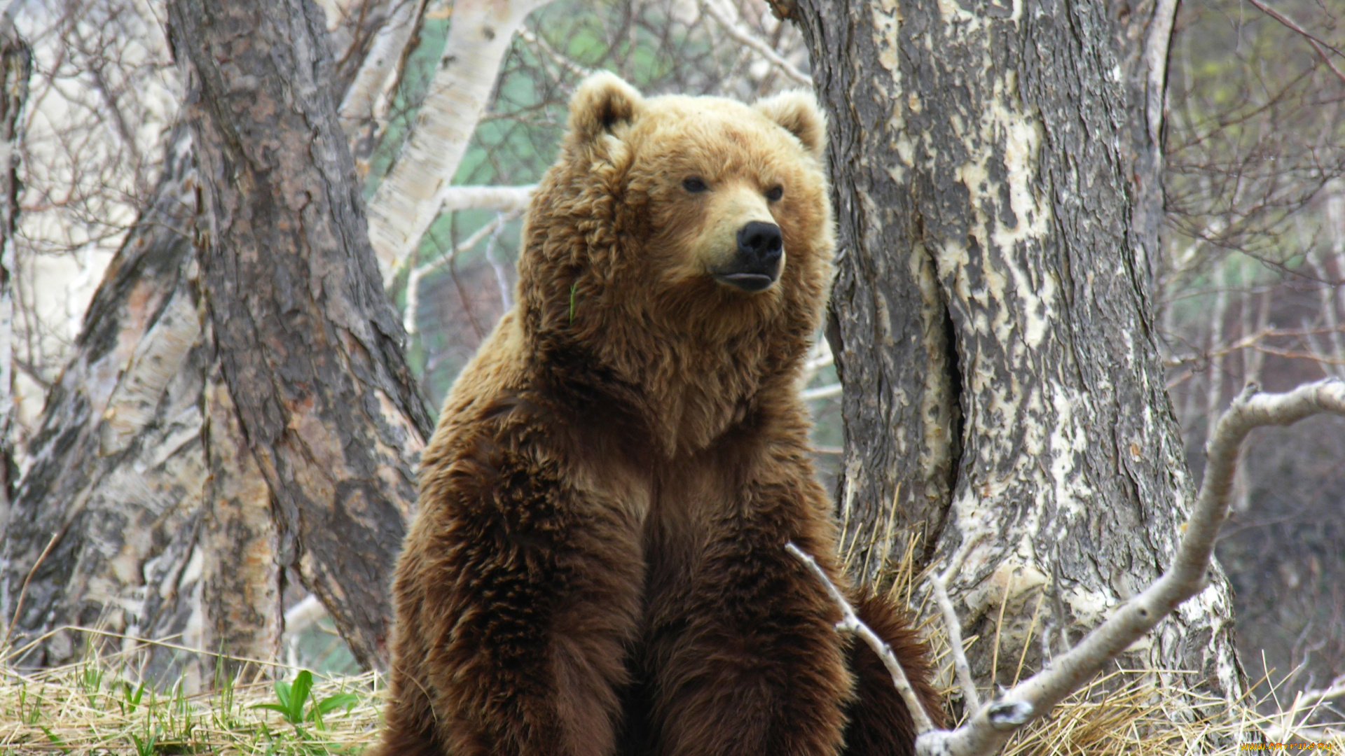 бурый, медведь, животные, медведи, медведь, камчатка, бурый