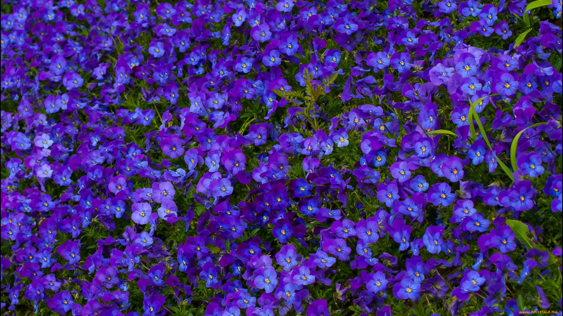 цветы, анютины, глазки, , садовые, фиалки, поляна, синий, лето, природа, анютины, глазки