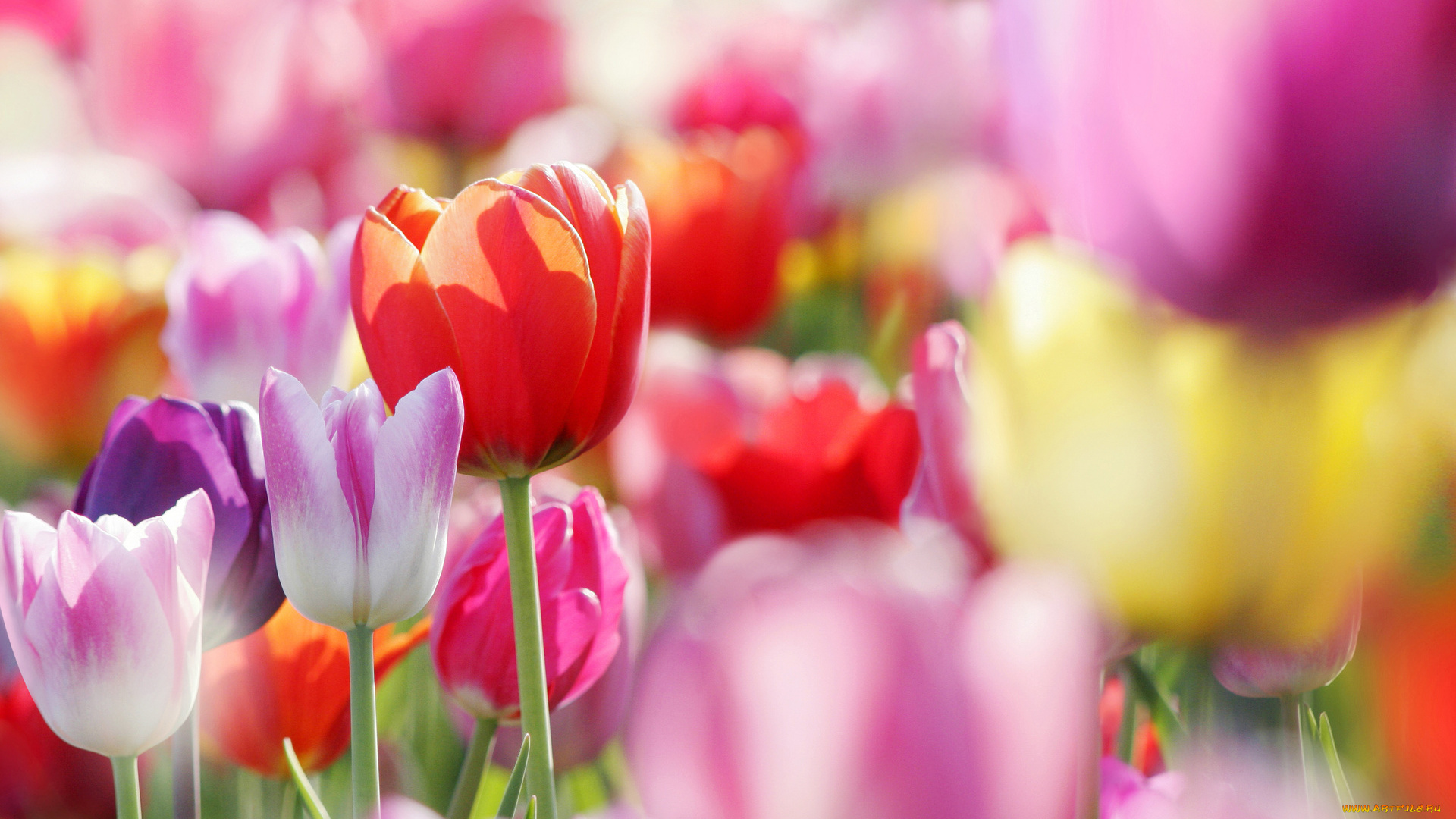 цветы, тюльпаны, разноцветные, поле