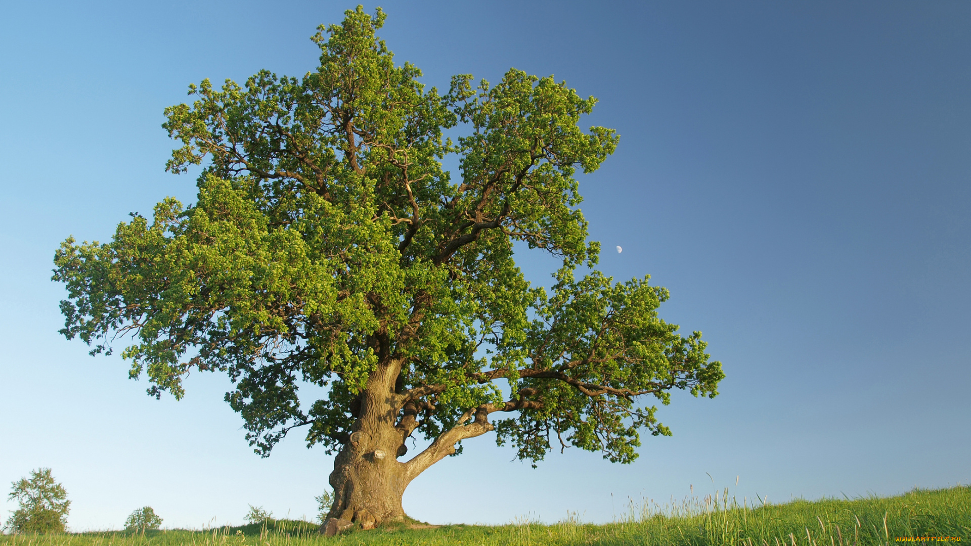 дуб, природа, деревья, дерево