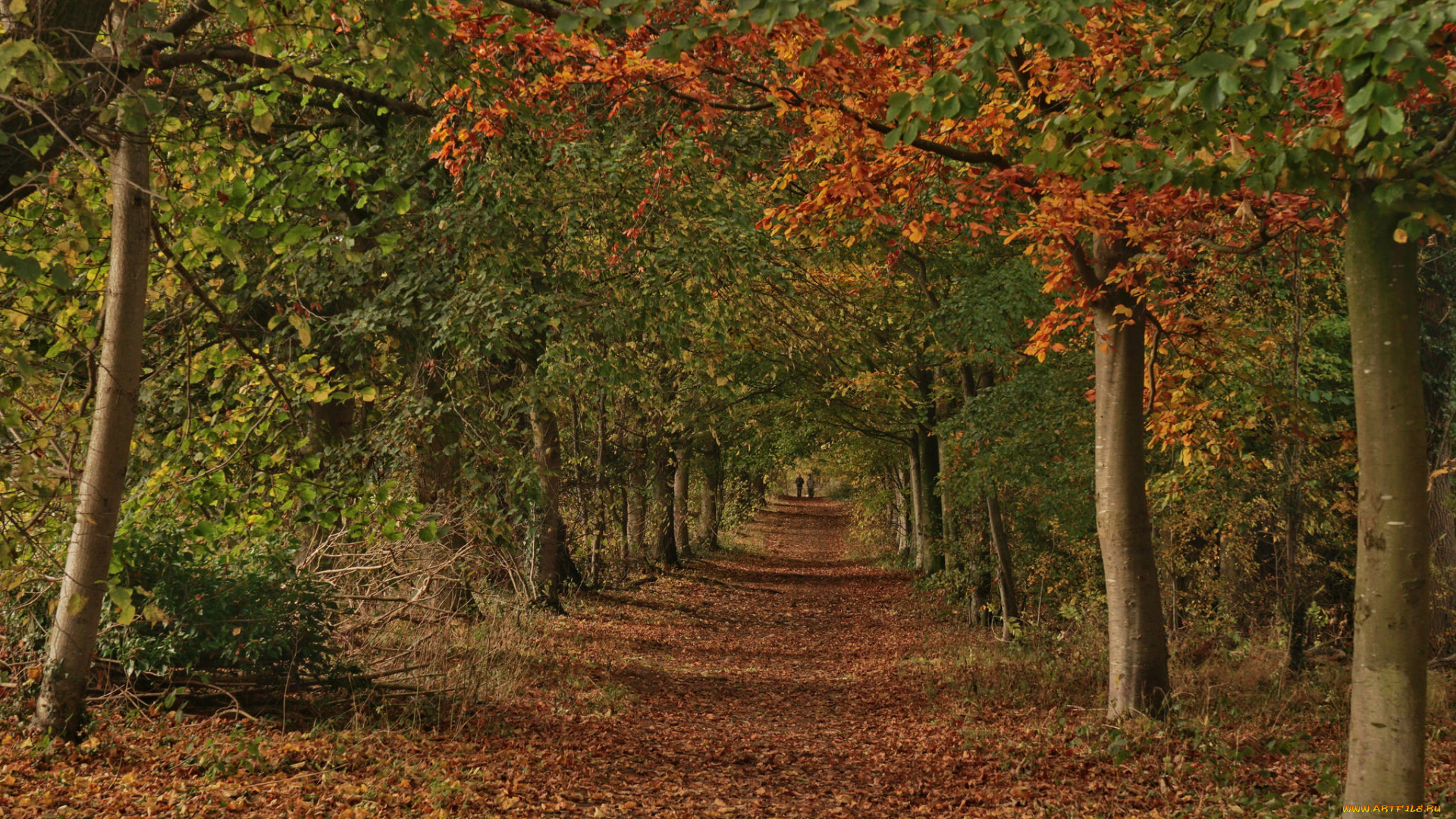 природа, дороги, тракт