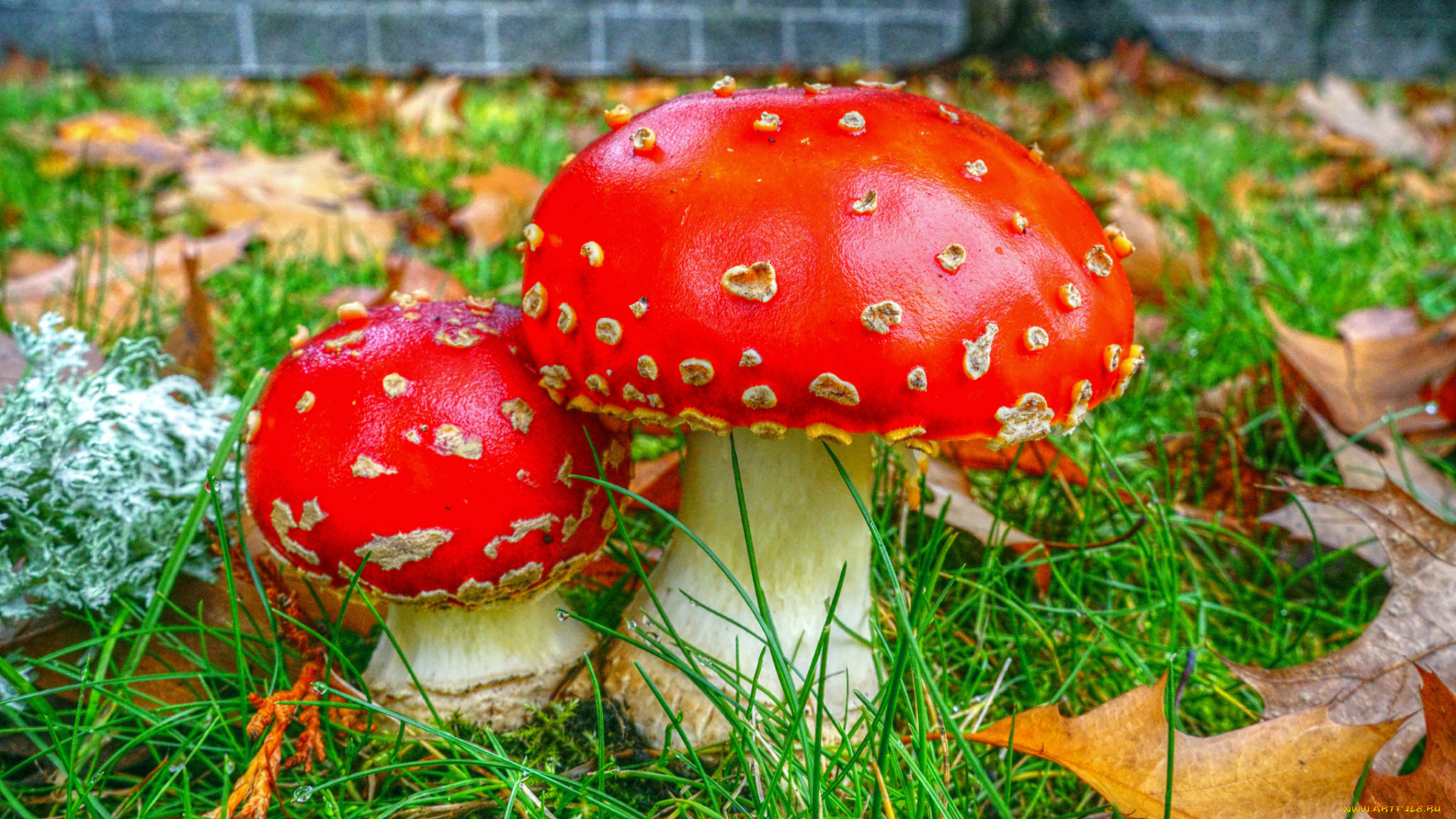 природа, грибы, , мухомор, грибочки