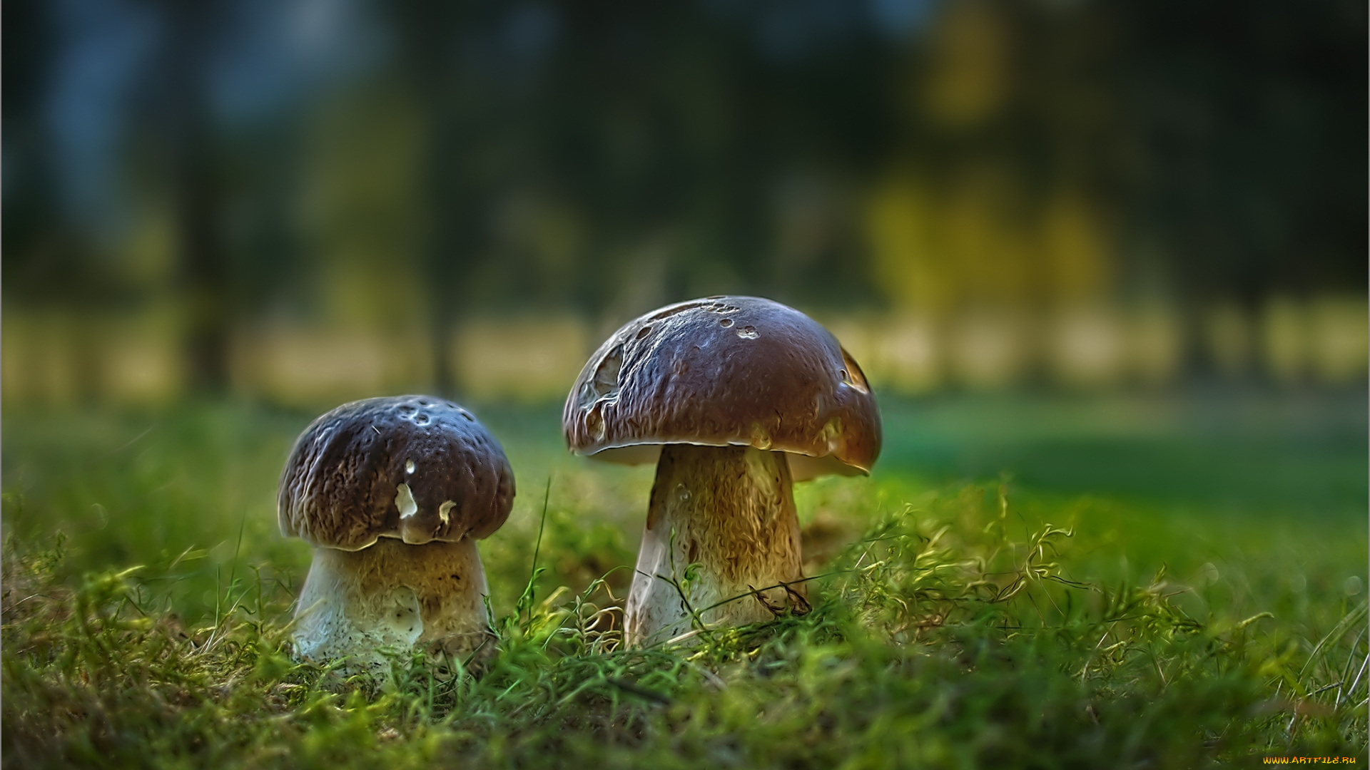 природа, грибы, грибочки