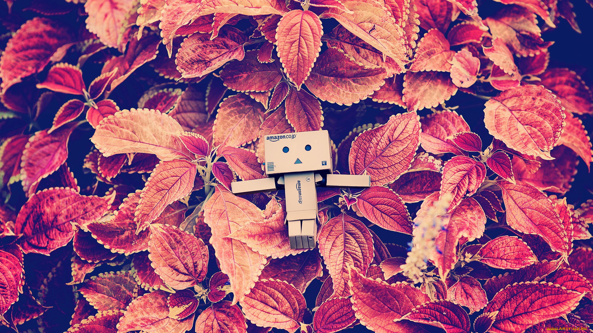 разное, данбо, , danboard, коробочка