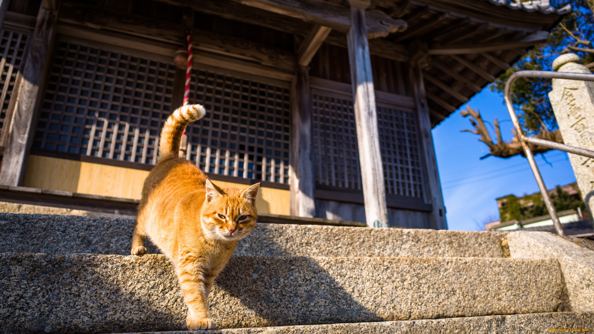 животные, коты, кот, рыжий, ступеньки