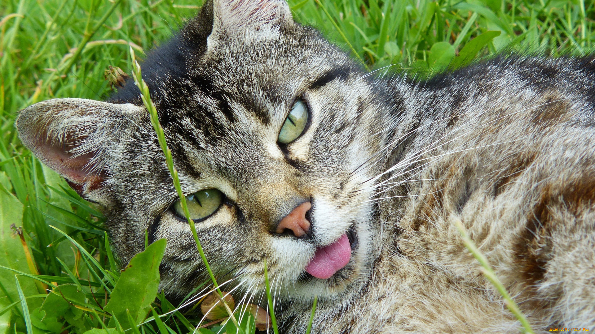животные, коты, зелень, кот, трава, язык, крупный, план, мордочка