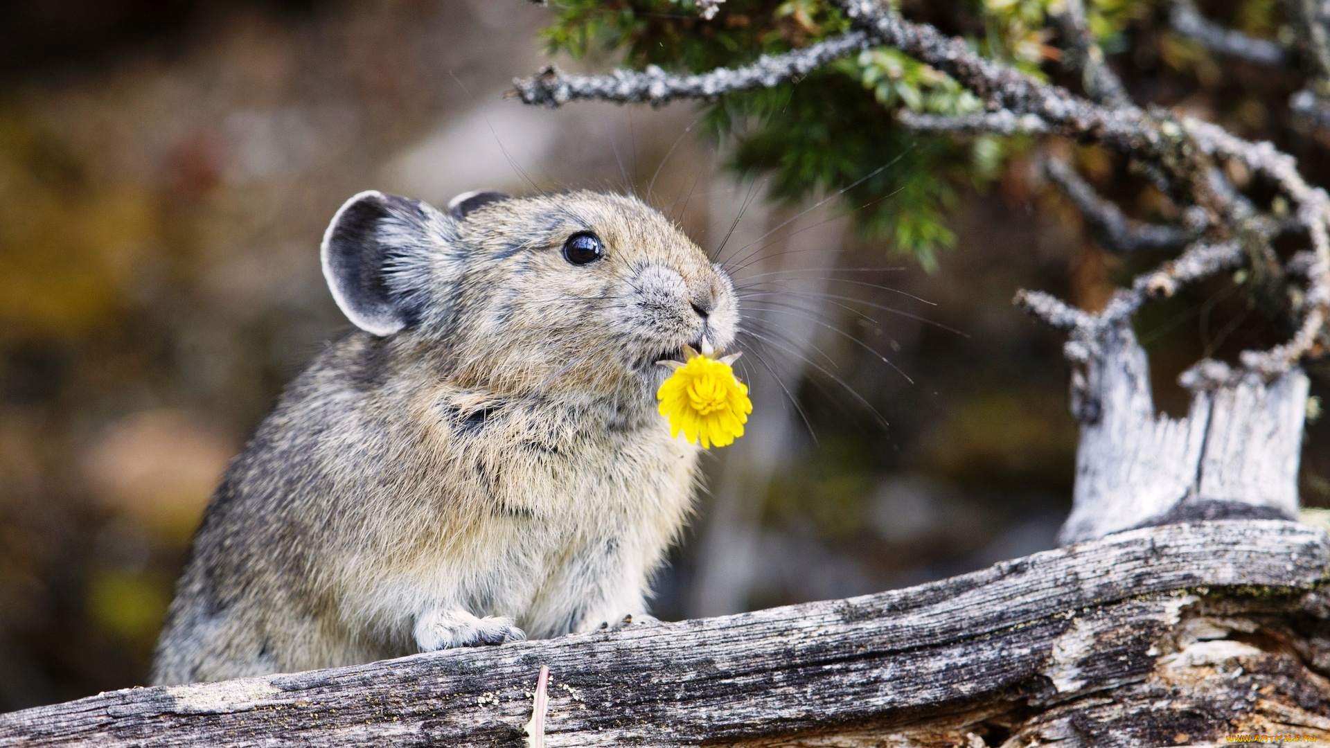 животные, крысы, , мыши, коряга, грызун, американская, пищуха, цветок