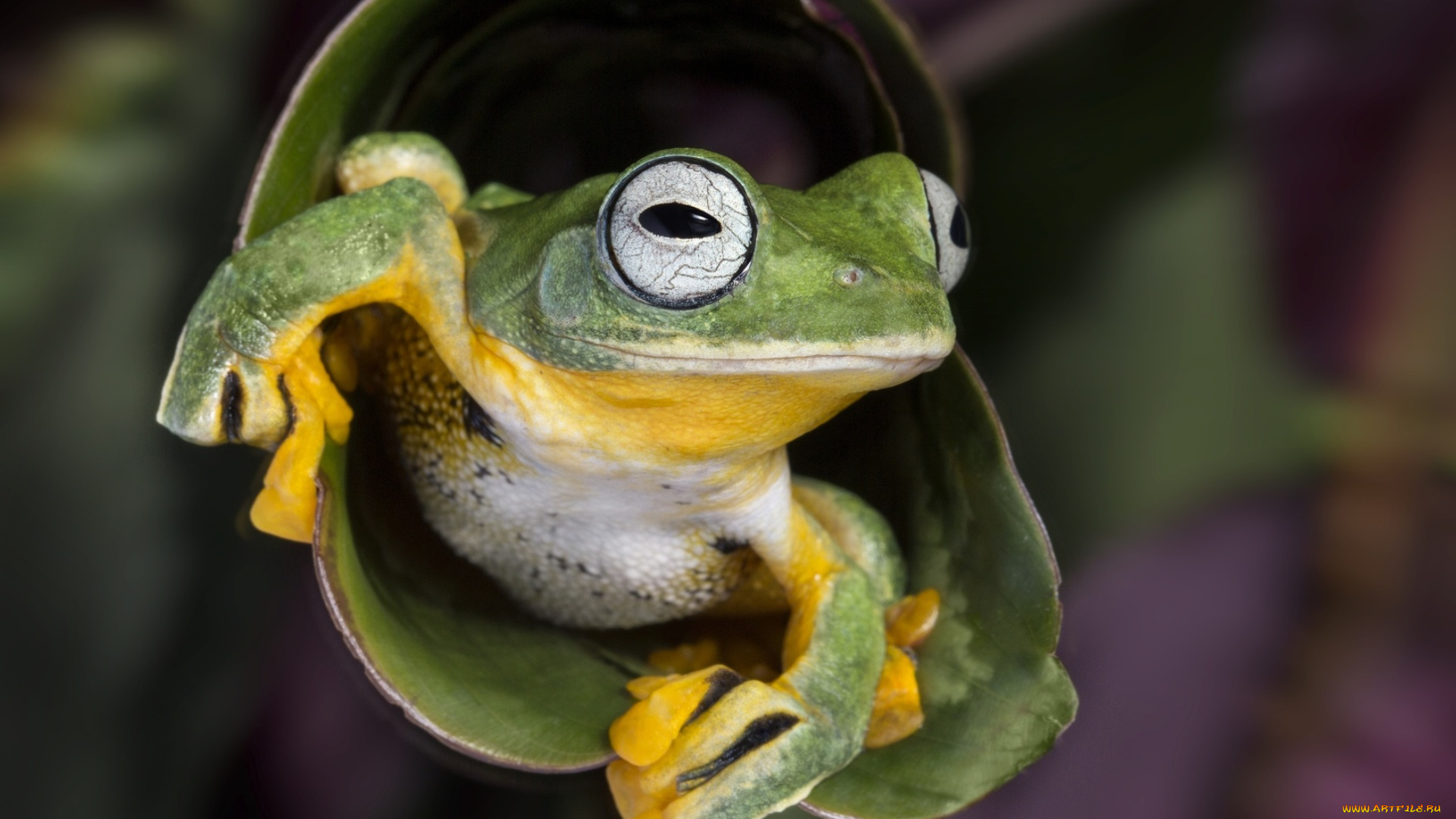 животные, лягушки, желоб, зеленая, лягушка