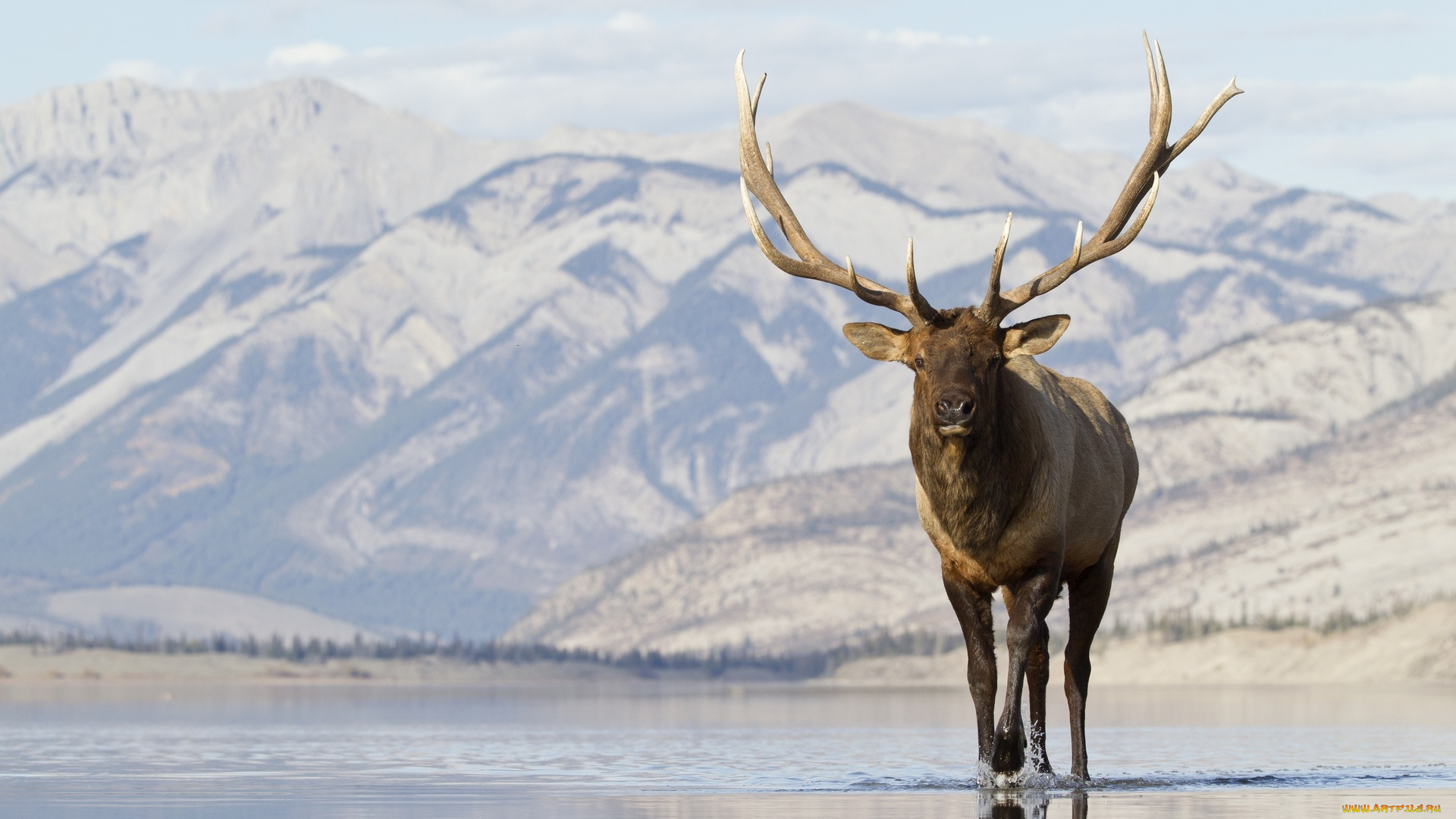животные, олени, озеро, снег, горы, вапити, олень