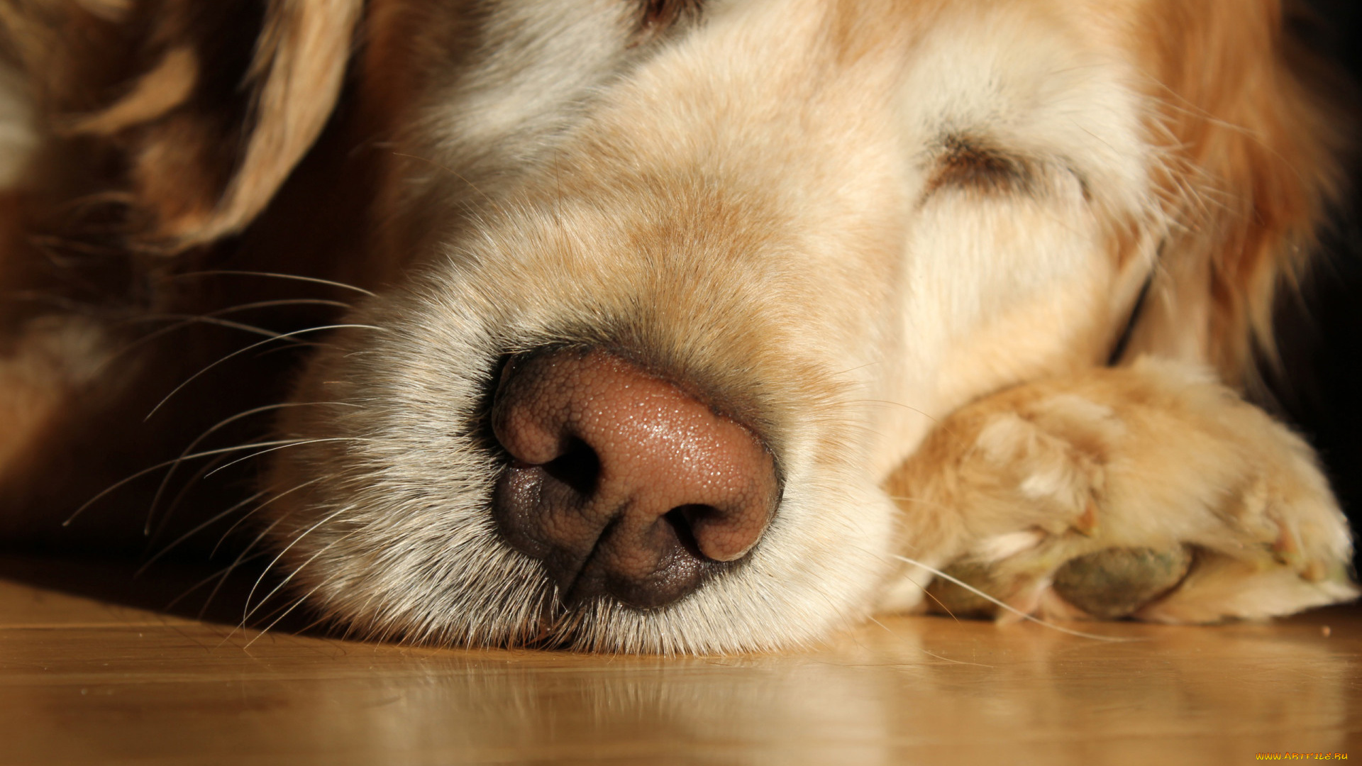 животные, собаки, собака, пес, нос, пол, сон