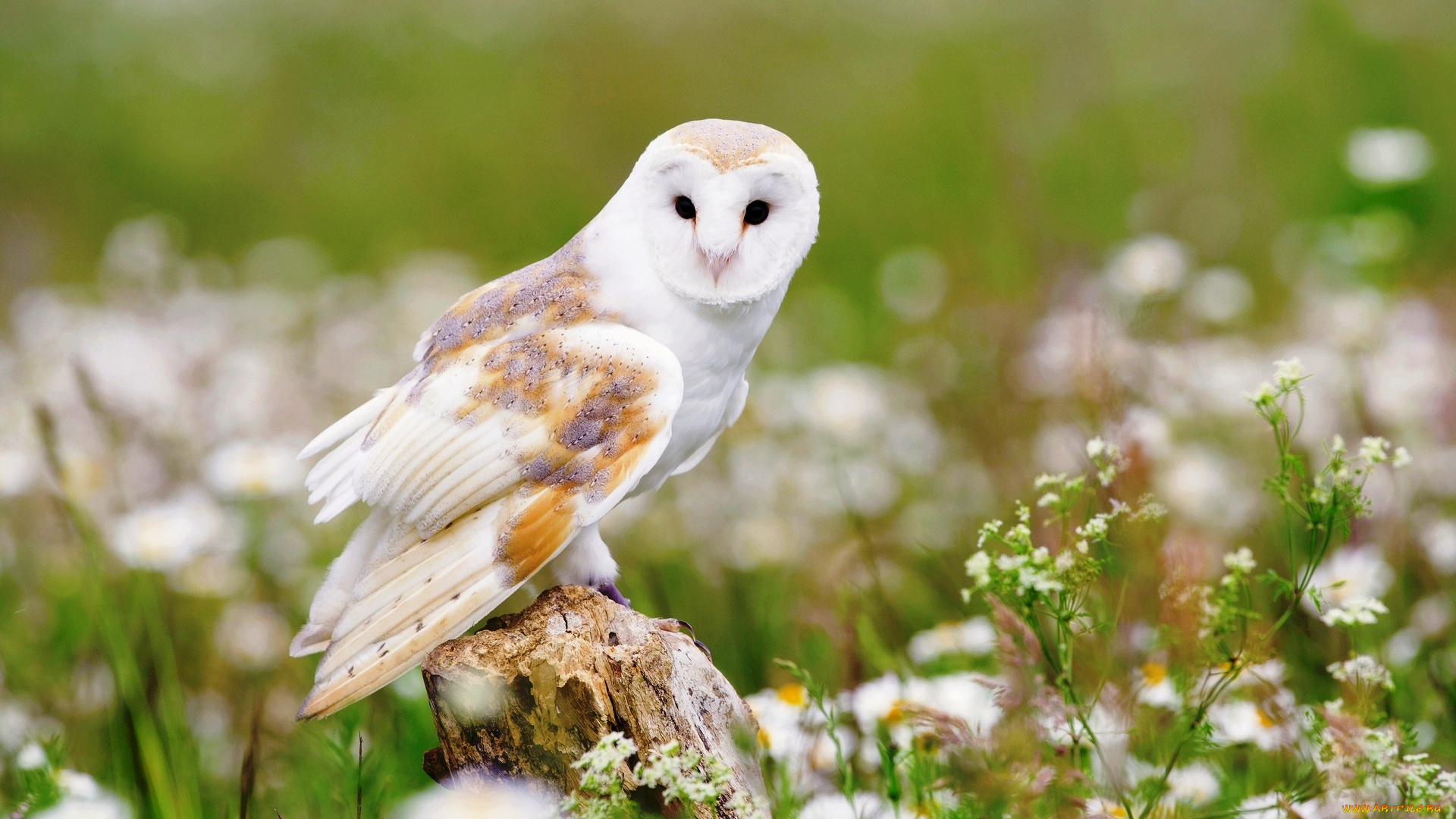 животные, совы, полярная, белая, сова, луг, ромашки, пень, цветы, птица